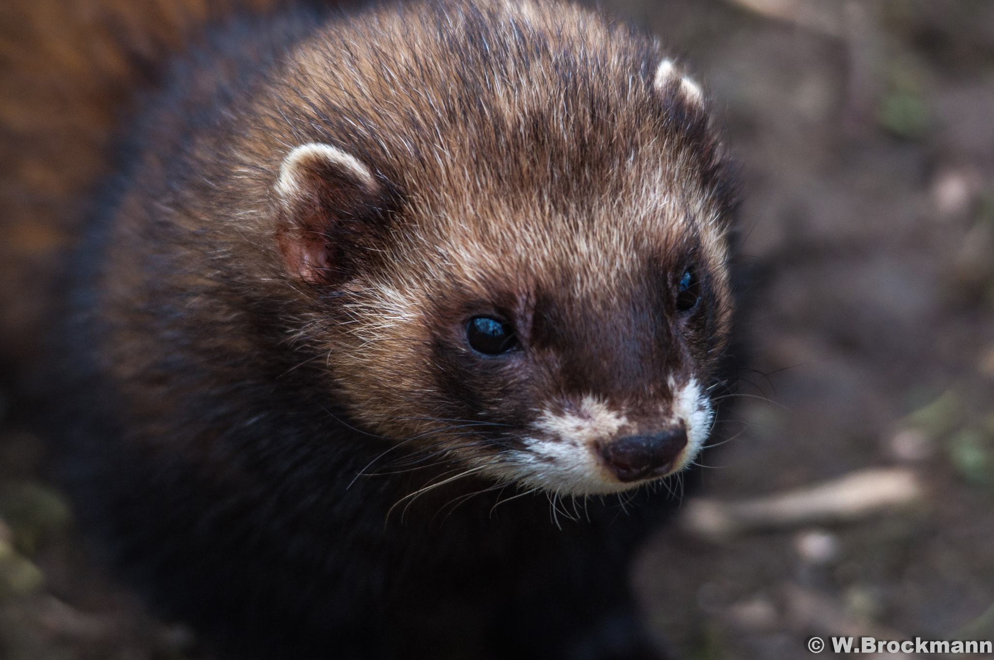 Sigma 150-500mm F5-6.3 DG OS HSM sample photo. Tiere/animal photography