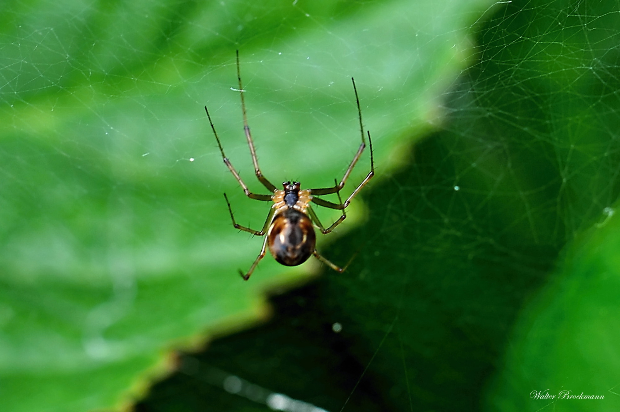 Nikon D5000 sample photo. Spinne/spider photography