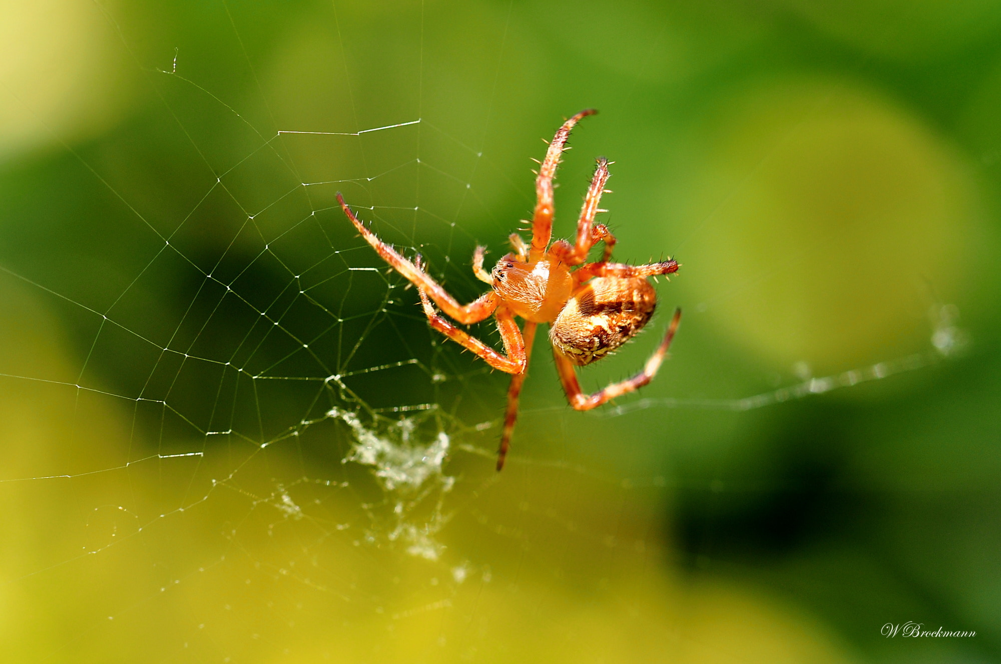Nikon D5000 sample photo. Spinne/spider photography