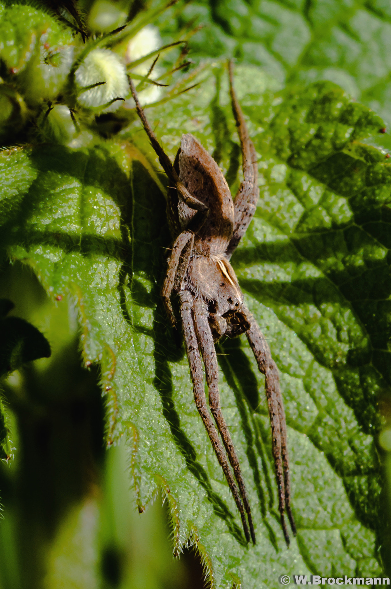 Nikon D5000 sample photo. Spinne/spider photography