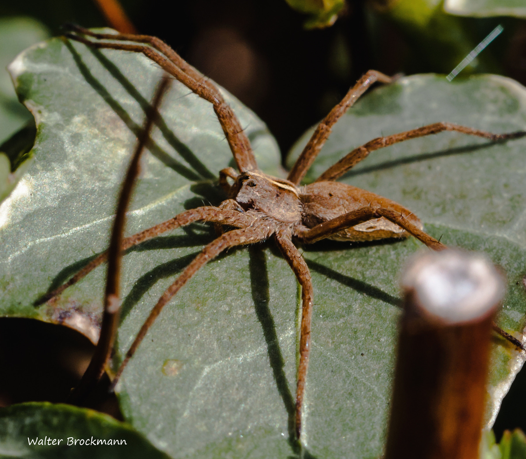 Nikon D5000 sample photo. Spinne/spider photography