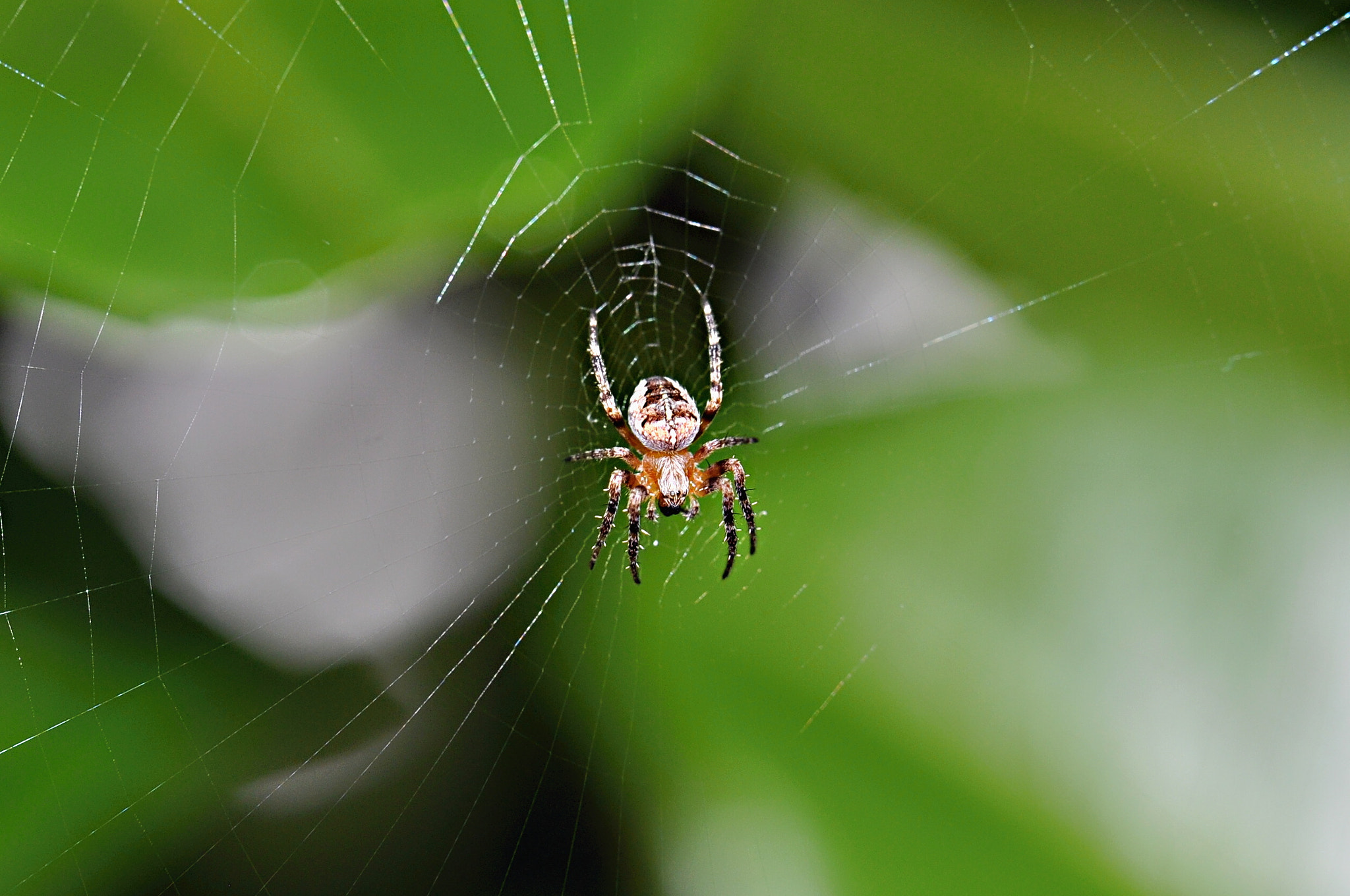 Nikon D5000 sample photo. Spinne/spider photography