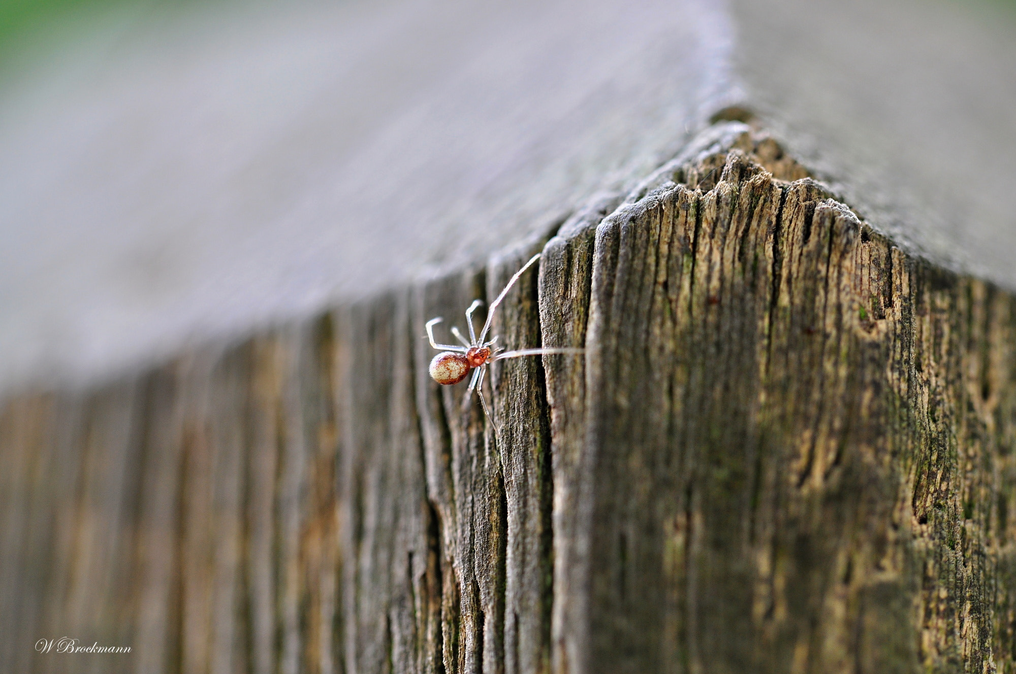 Nikon D5000 sample photo. Spinne/spider photography