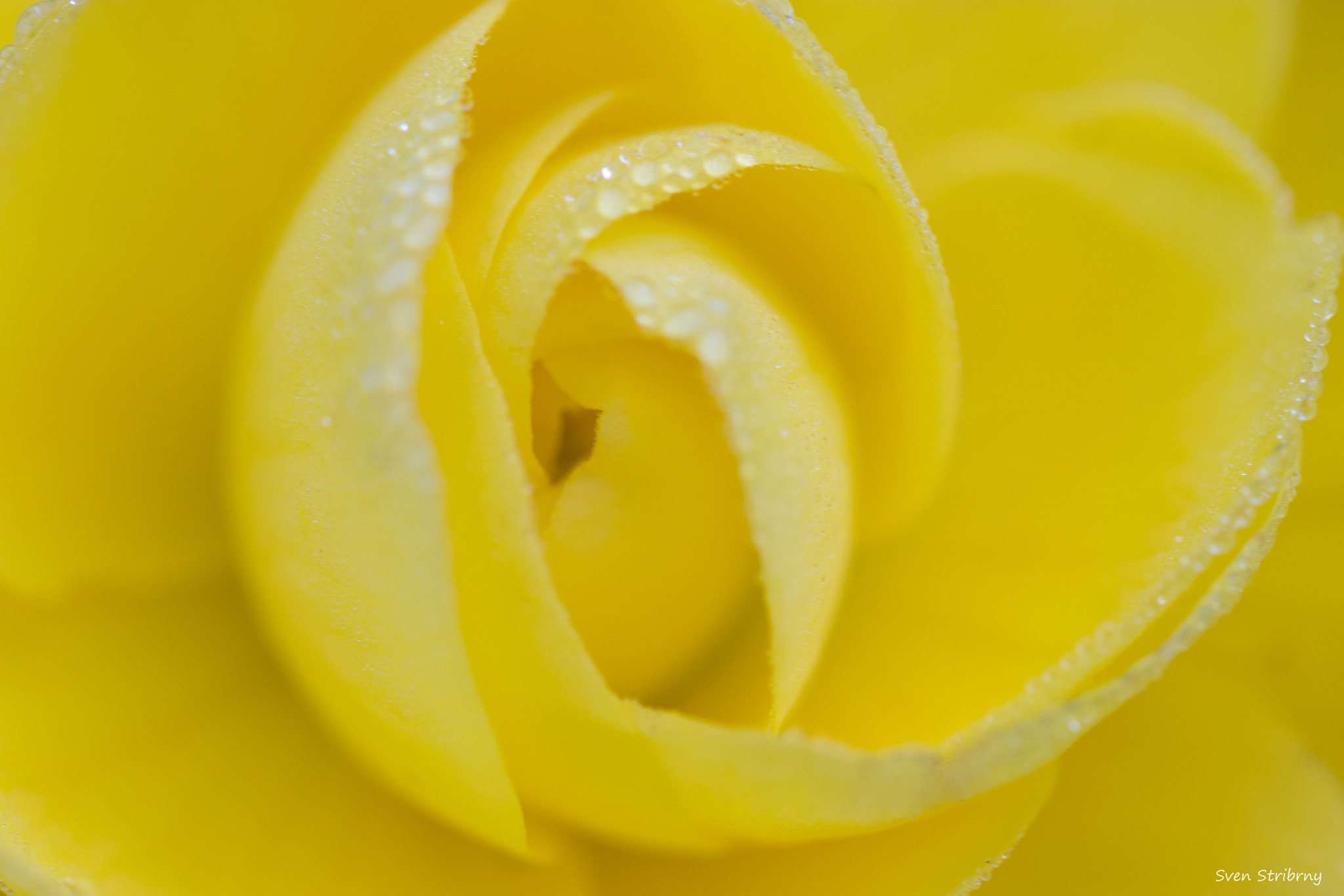 Sigma 105mm F2.8 EX DG OS HSM sample photo. Yellow rose photography