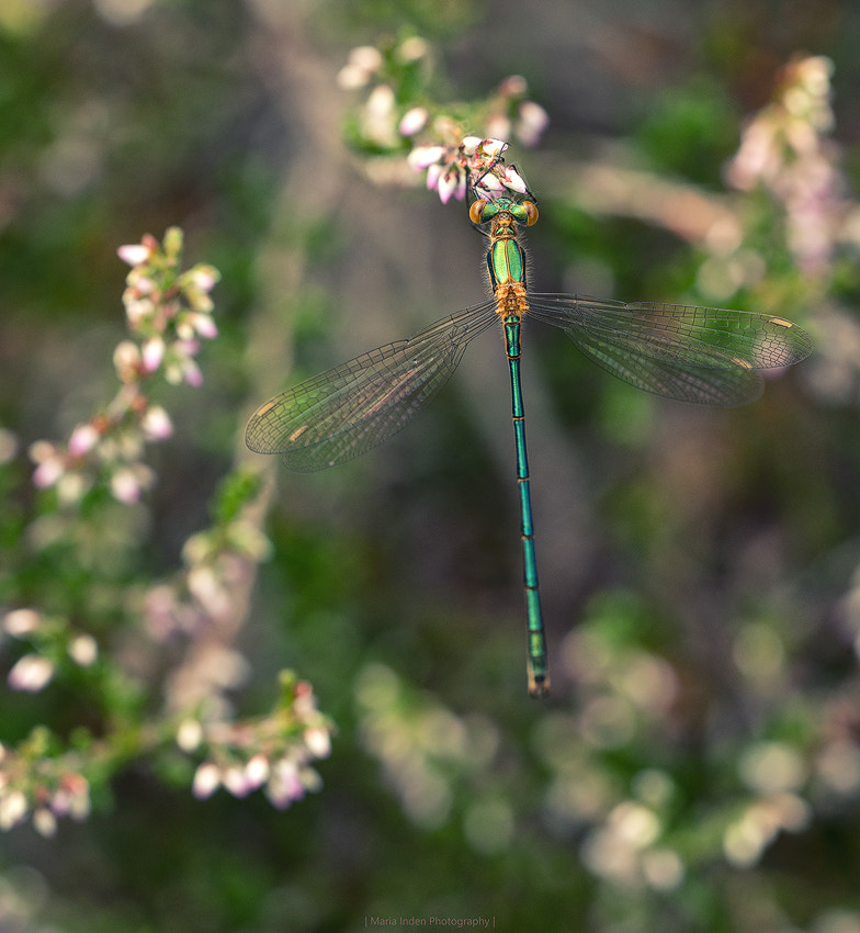 Sigma 150mm F2.8 EX DG OS Macro HSM sample photo. Nice view photography