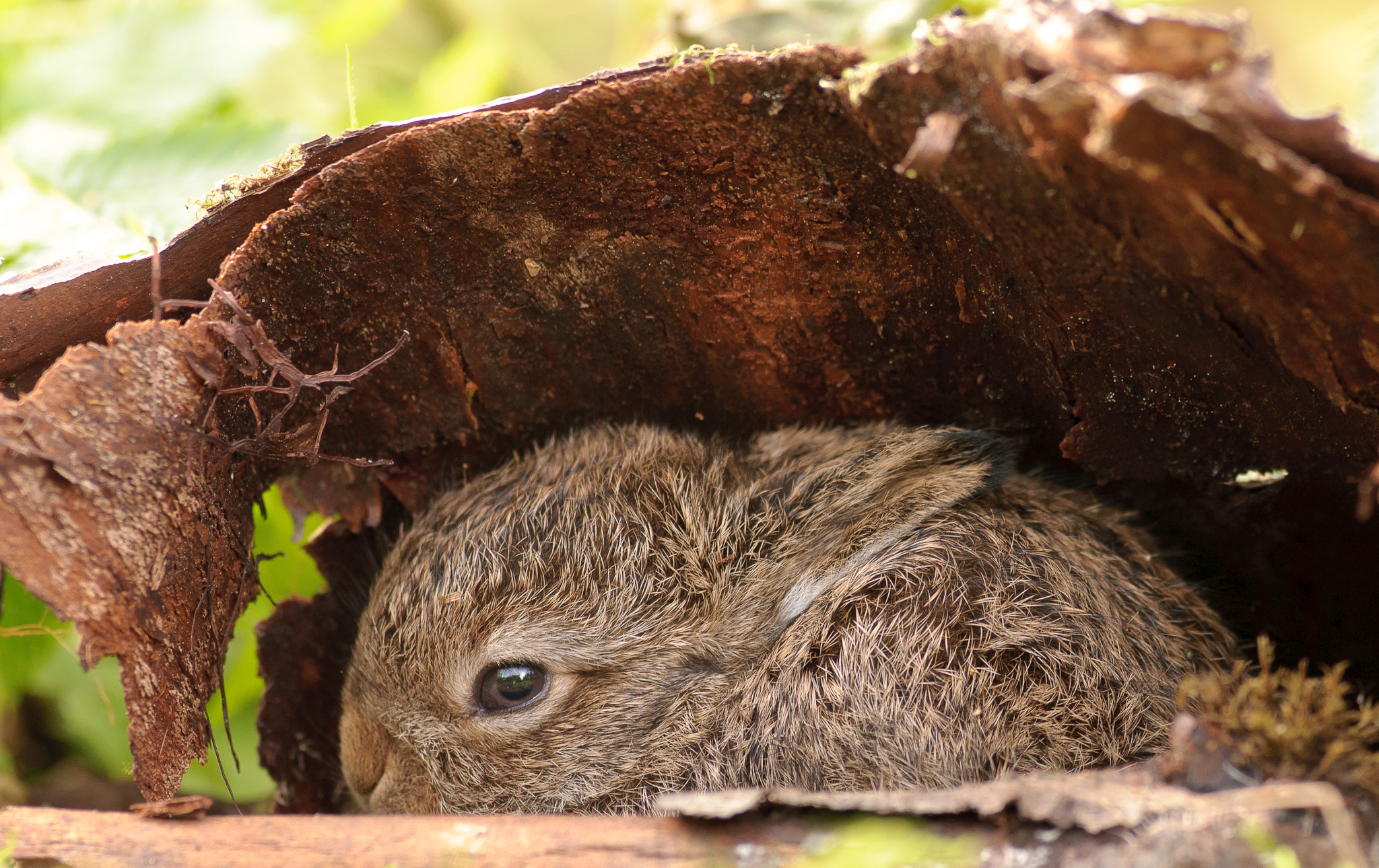 Nikon AF-S Nikkor 300mm F2.8G ED VR II sample photo. Arctic hare cub under bark cover photography