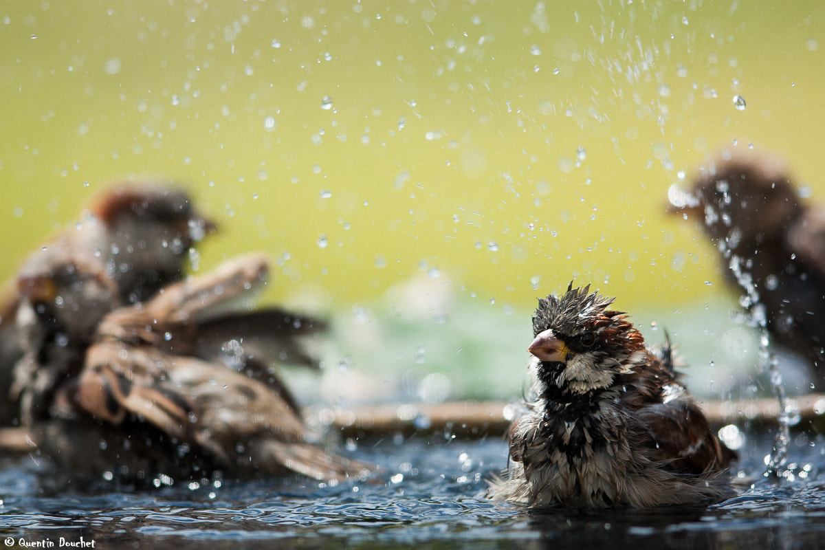 Canon EF 600mm F4L IS II USM sample photo. Bain de moineaux photography
