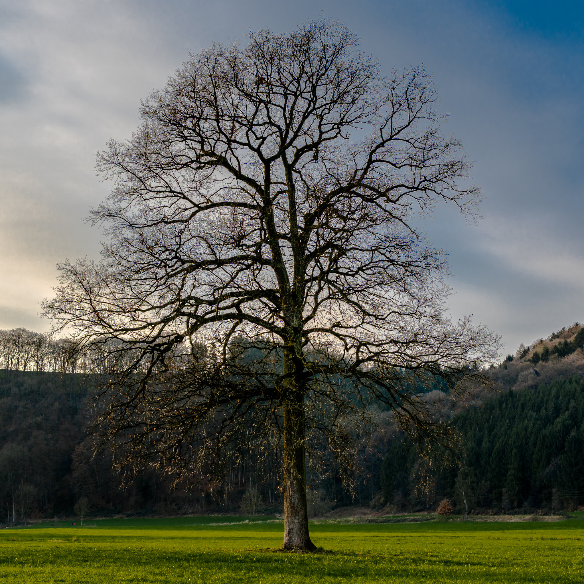 Sony ILCA-77M2 + Sony DT 35mm F1.8 SAM sample photo. Baum winter photography