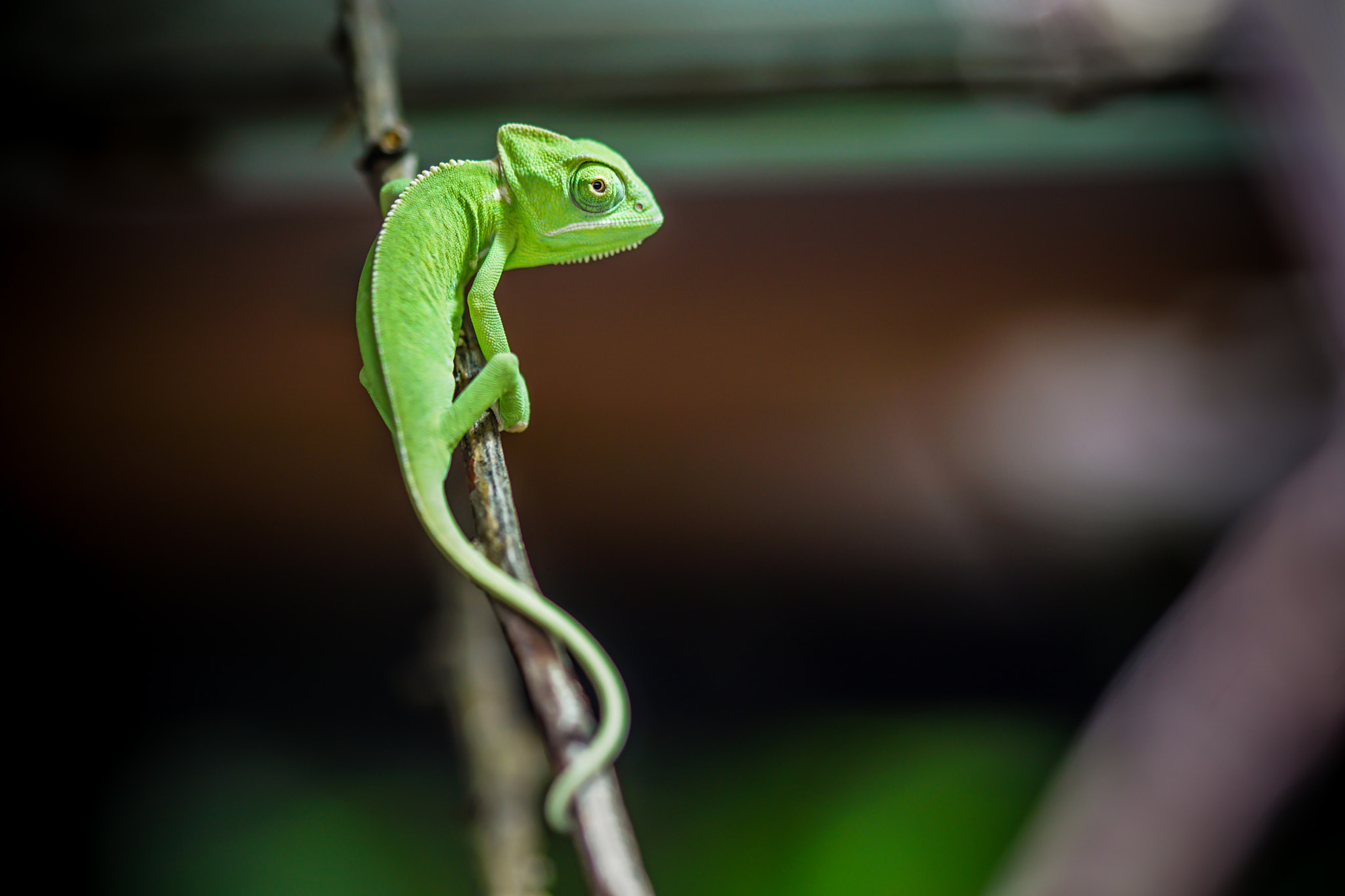 Sony ILCA-77M2 + 105mm F2.8 sample photo. Chamleon photography