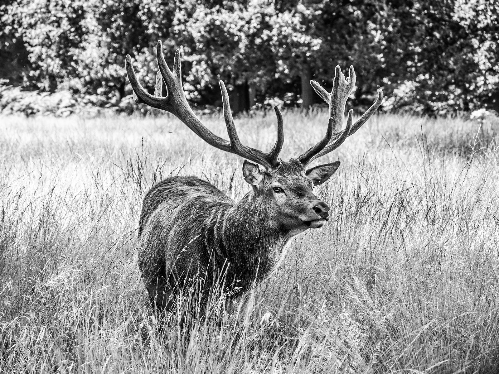 Panasonic Lumix G Vario 45-200mm F4-5.6 OIS sample photo. Majestic photography