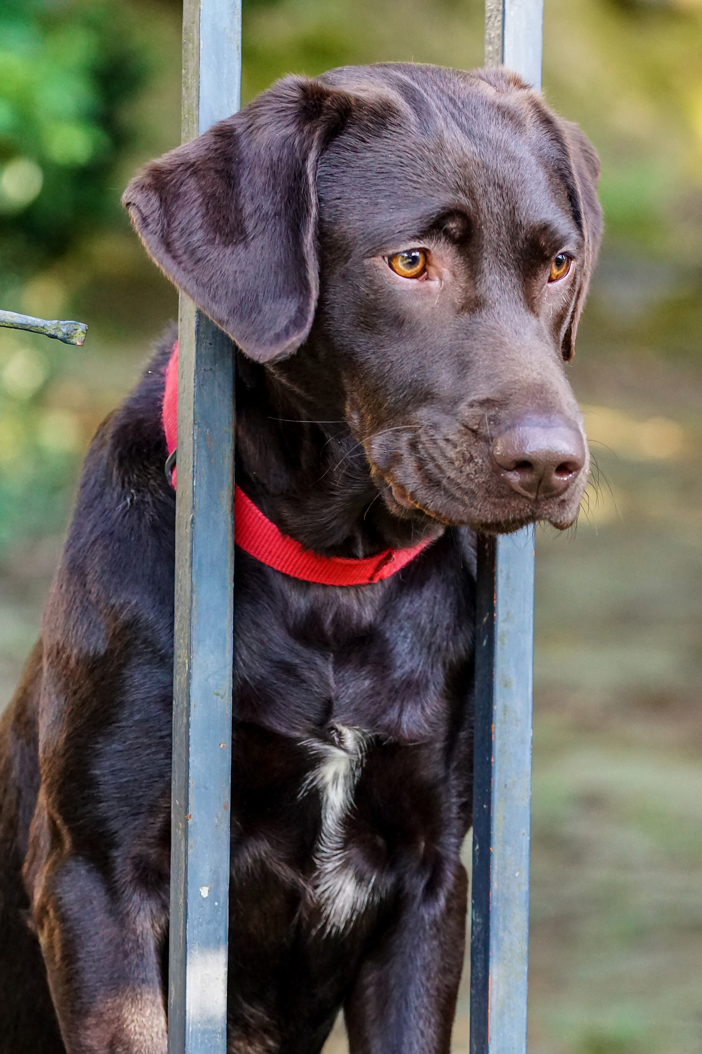 Sony ILCA-77M2 + 105mm F2.8 sample photo. Hund photography
