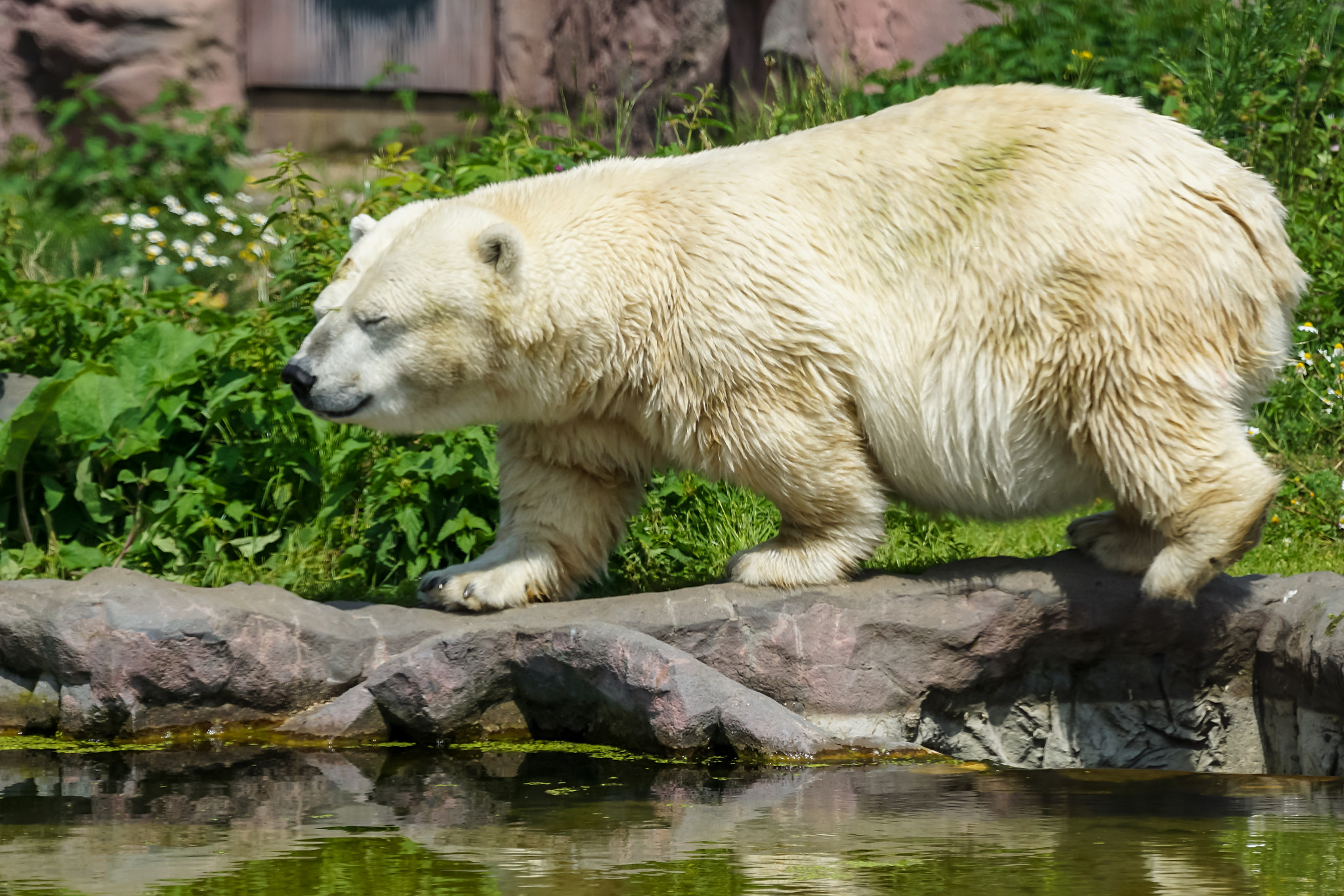 Tamron SP 70-300mm F4-5.6 Di USD sample photo. Eisbr antonia photography