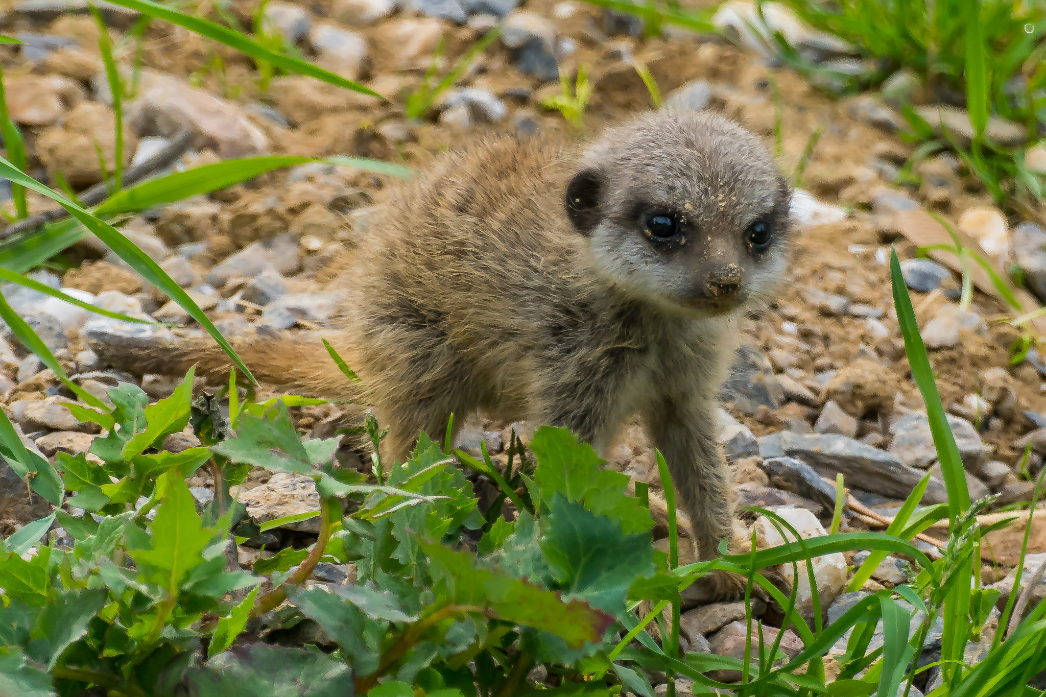 Tamron SP 70-300mm F4-5.6 Di USD sample photo. Erdmännchen photography