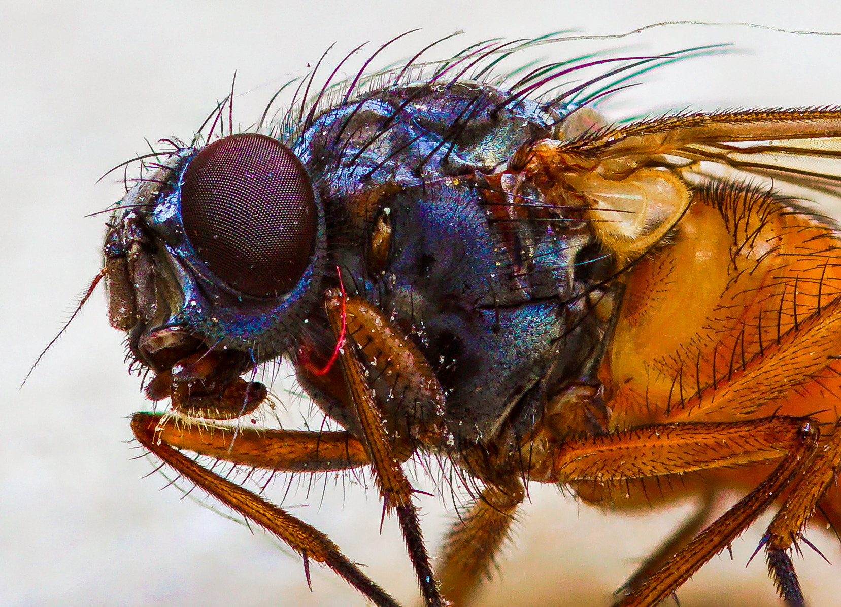 Sony ILCA-77M2 + 105mm F2.8 sample photo. Fliege photography