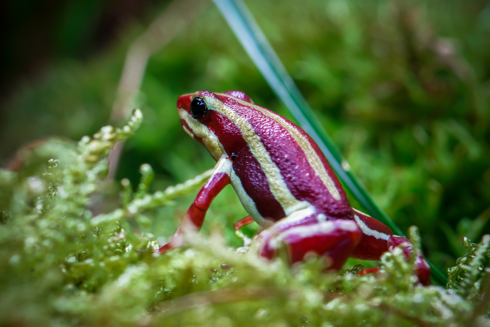 Sony ILCA-77M2 + 105mm F2.8 sample photo. Frosch photography