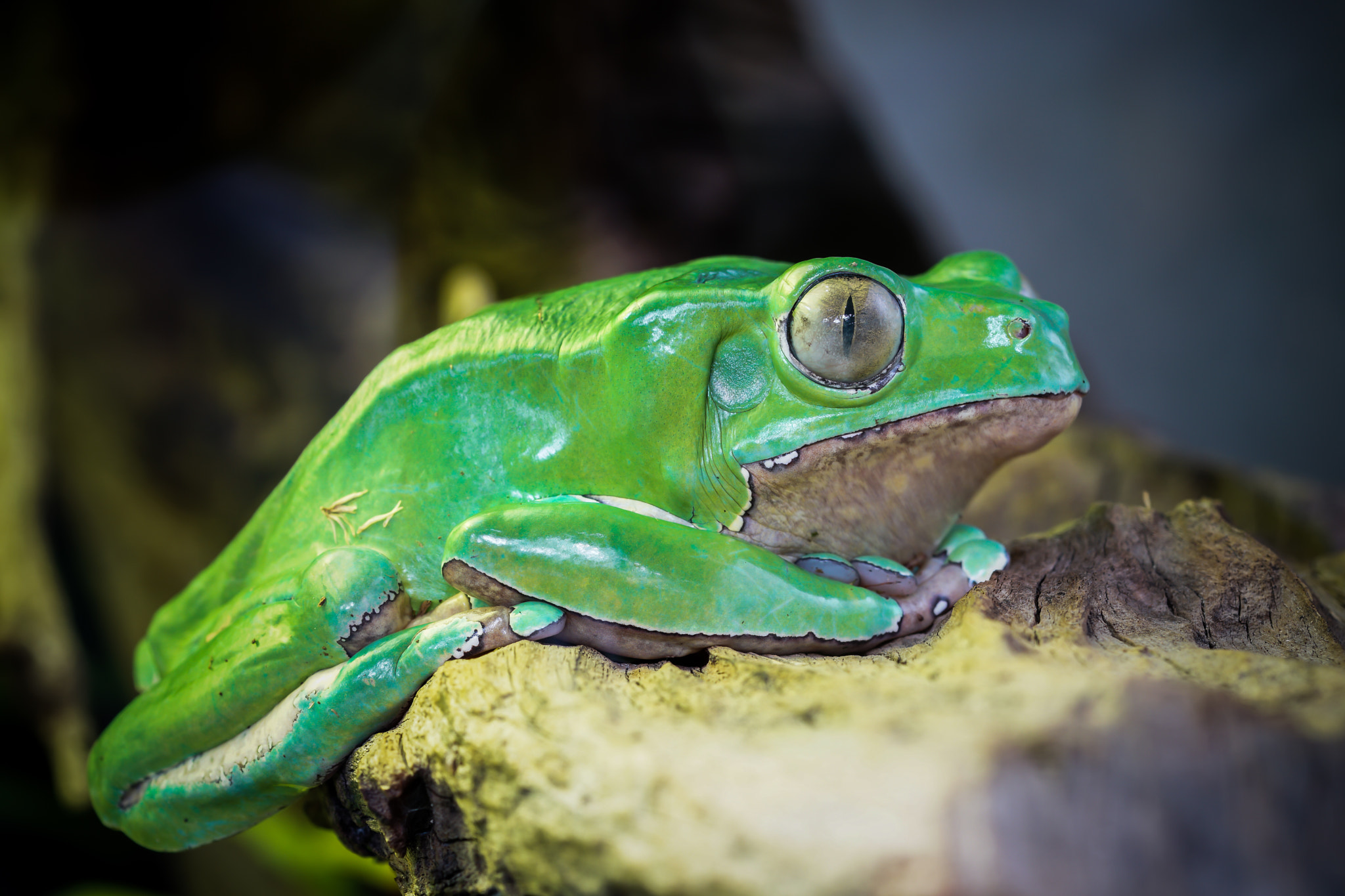 Sony ILCA-77M2 + 105mm F2.8 sample photo. Frosch photography