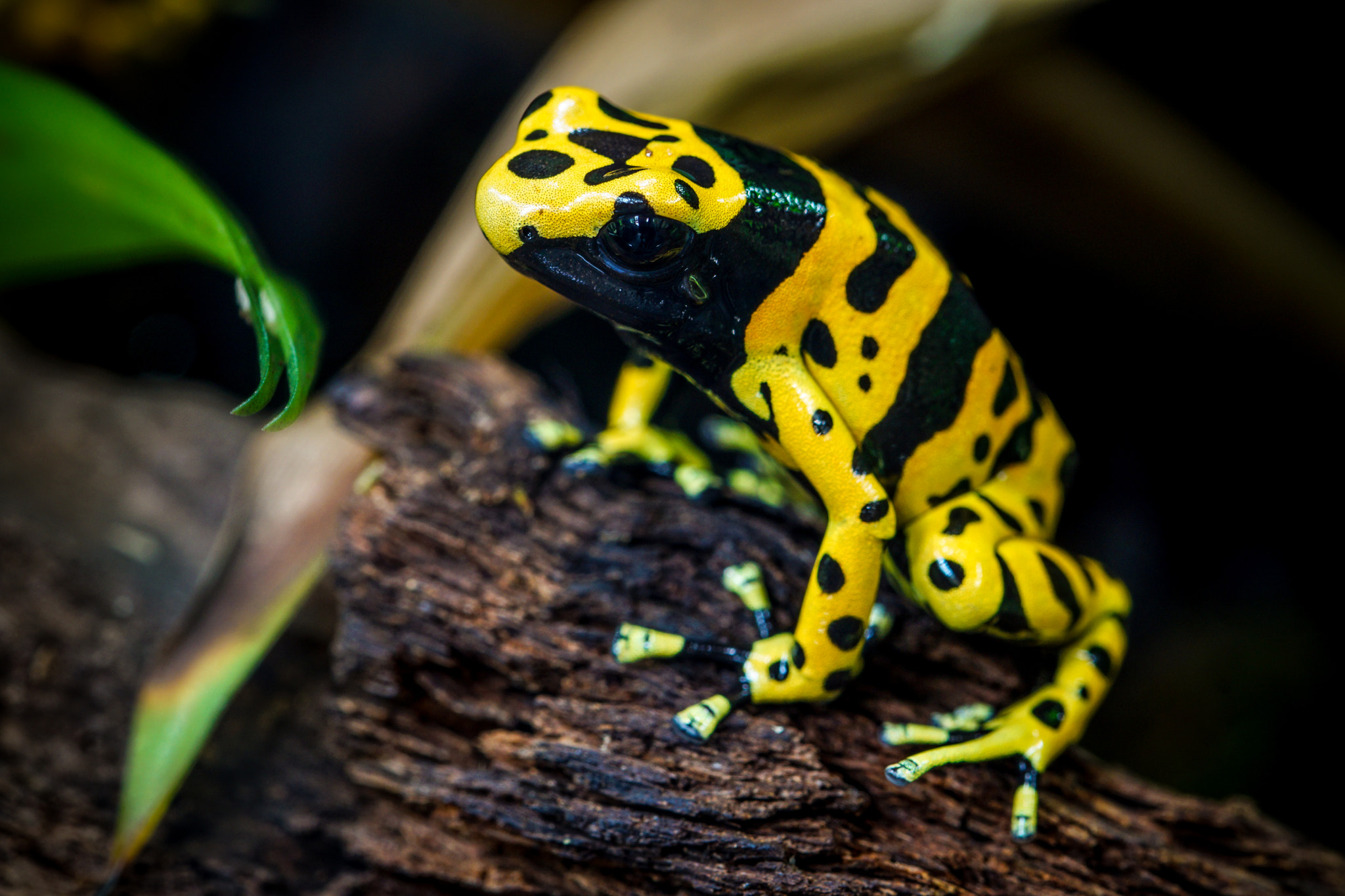 Sony ILCA-77M2 + 105mm F2.8 sample photo. Frosch photography