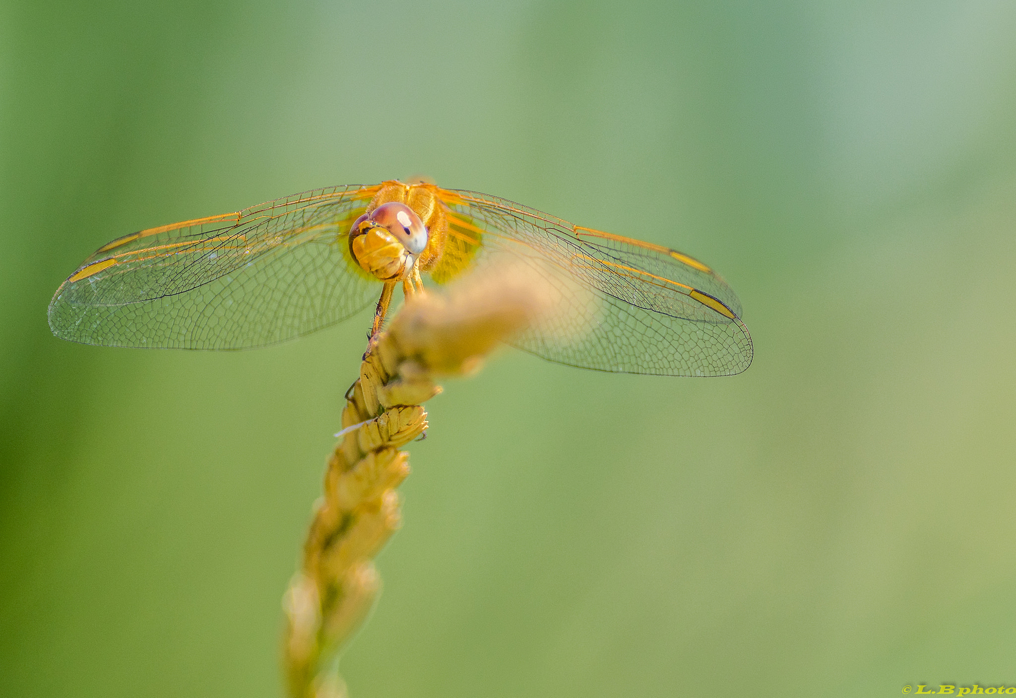 Pentax smc DA* 300mm F4.0 ED (IF) SDM sample photo. Libellule jaune photography