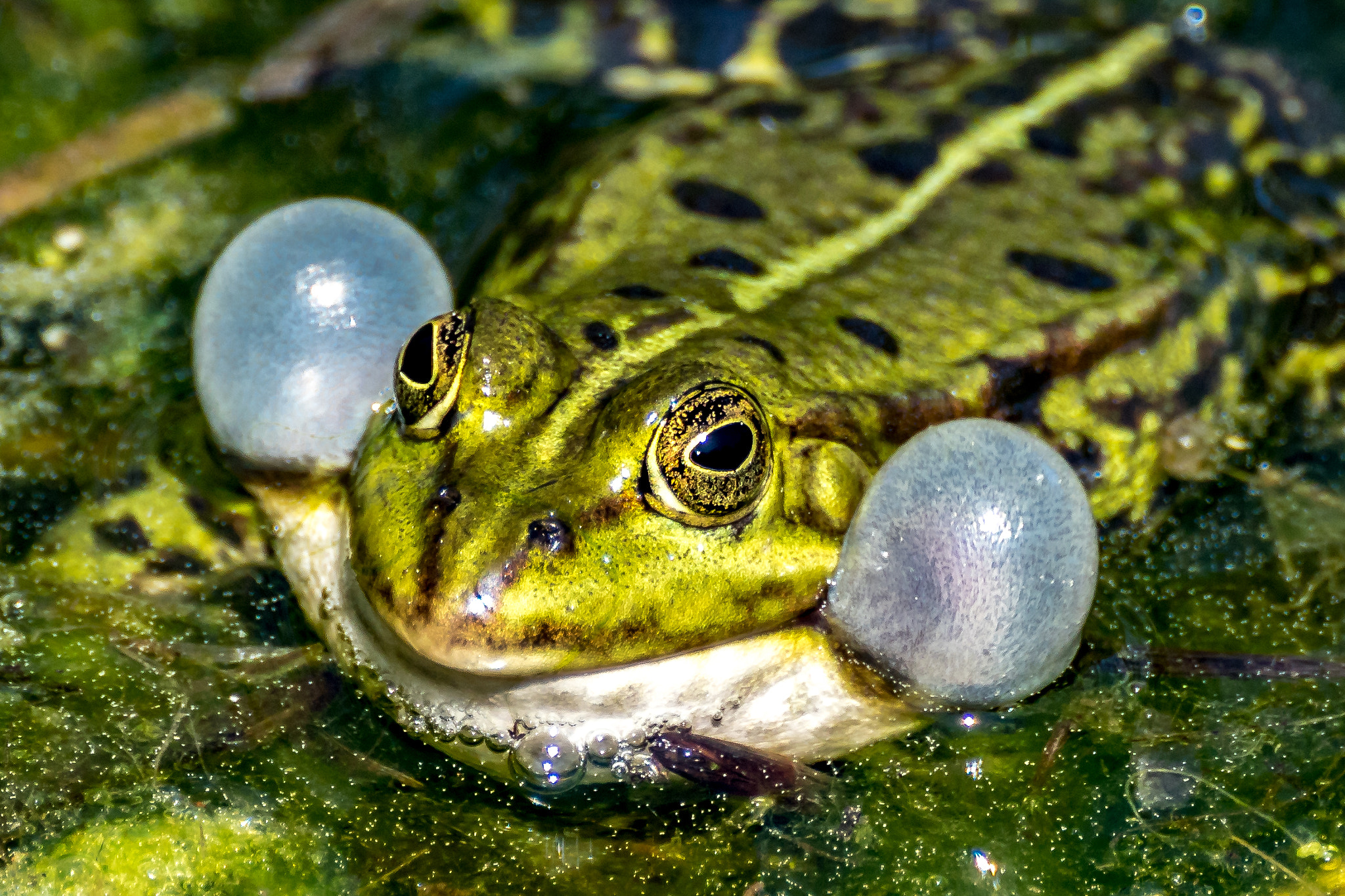 Tamron SP 70-300mm F4-5.6 Di USD sample photo. Frosch photography