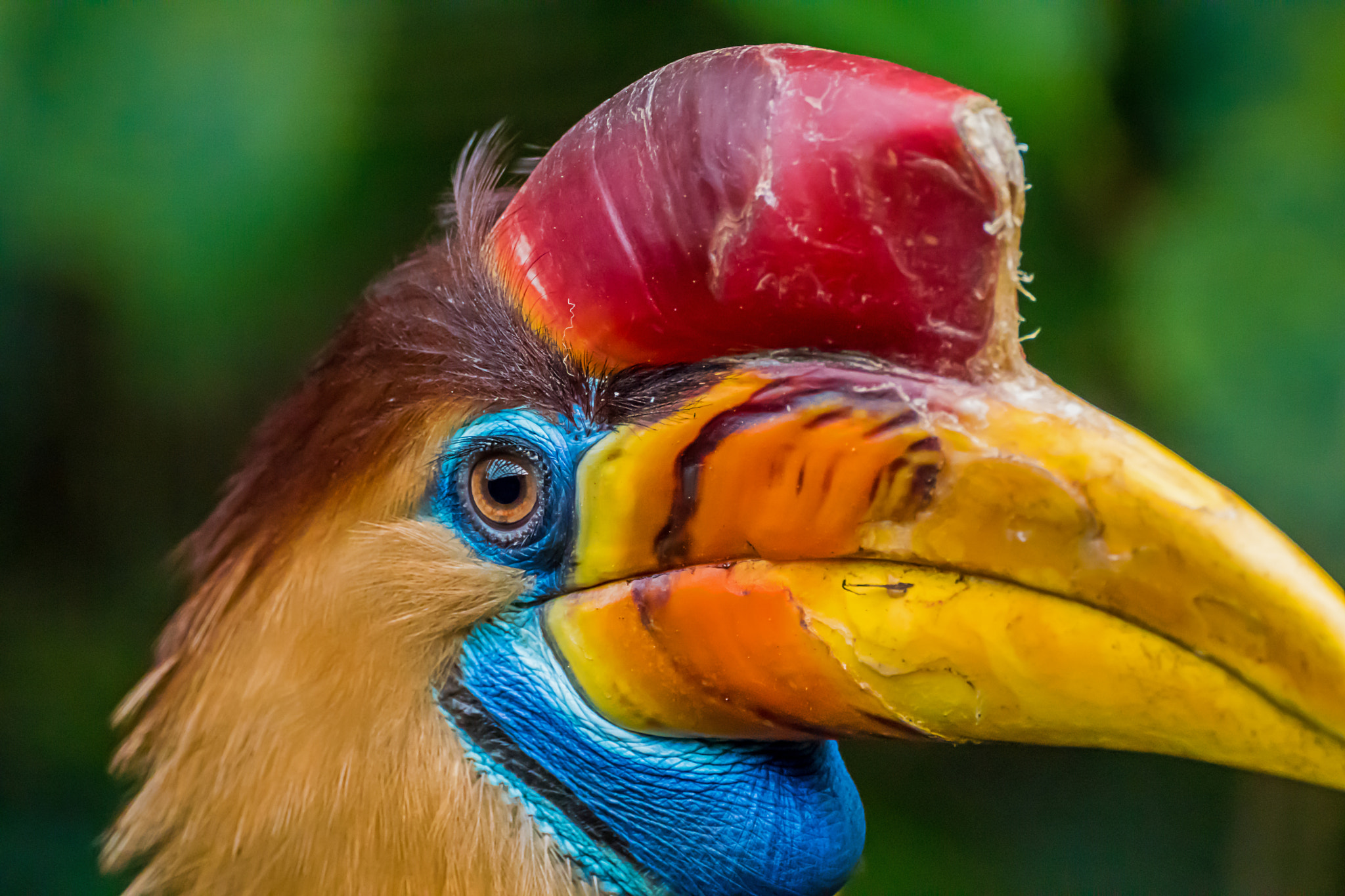 Tamron SP 70-300mm F4-5.6 Di USD sample photo. Helmhornvogel photography