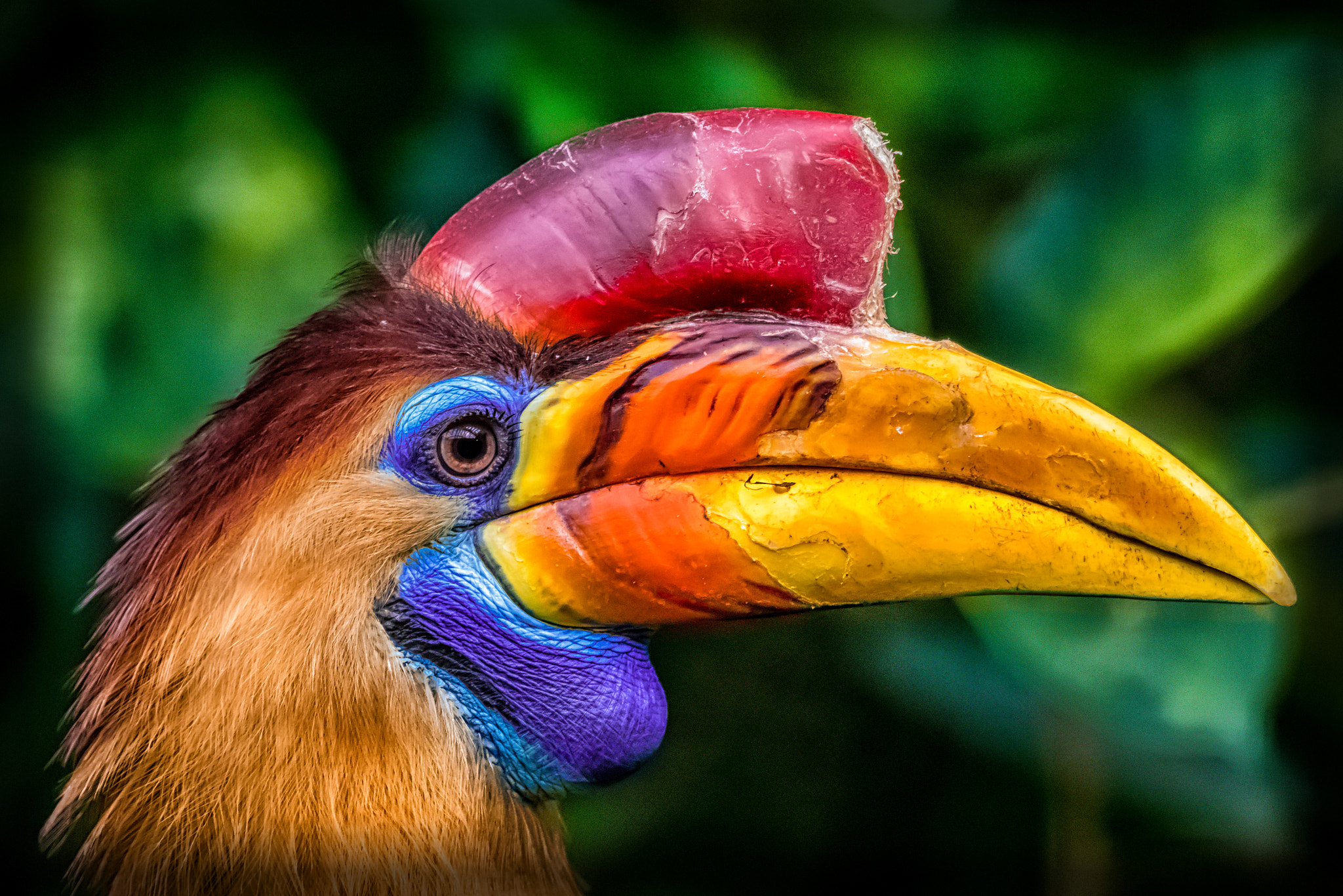 Tamron SP 70-300mm F4-5.6 Di USD sample photo. Helmhornvogel photography