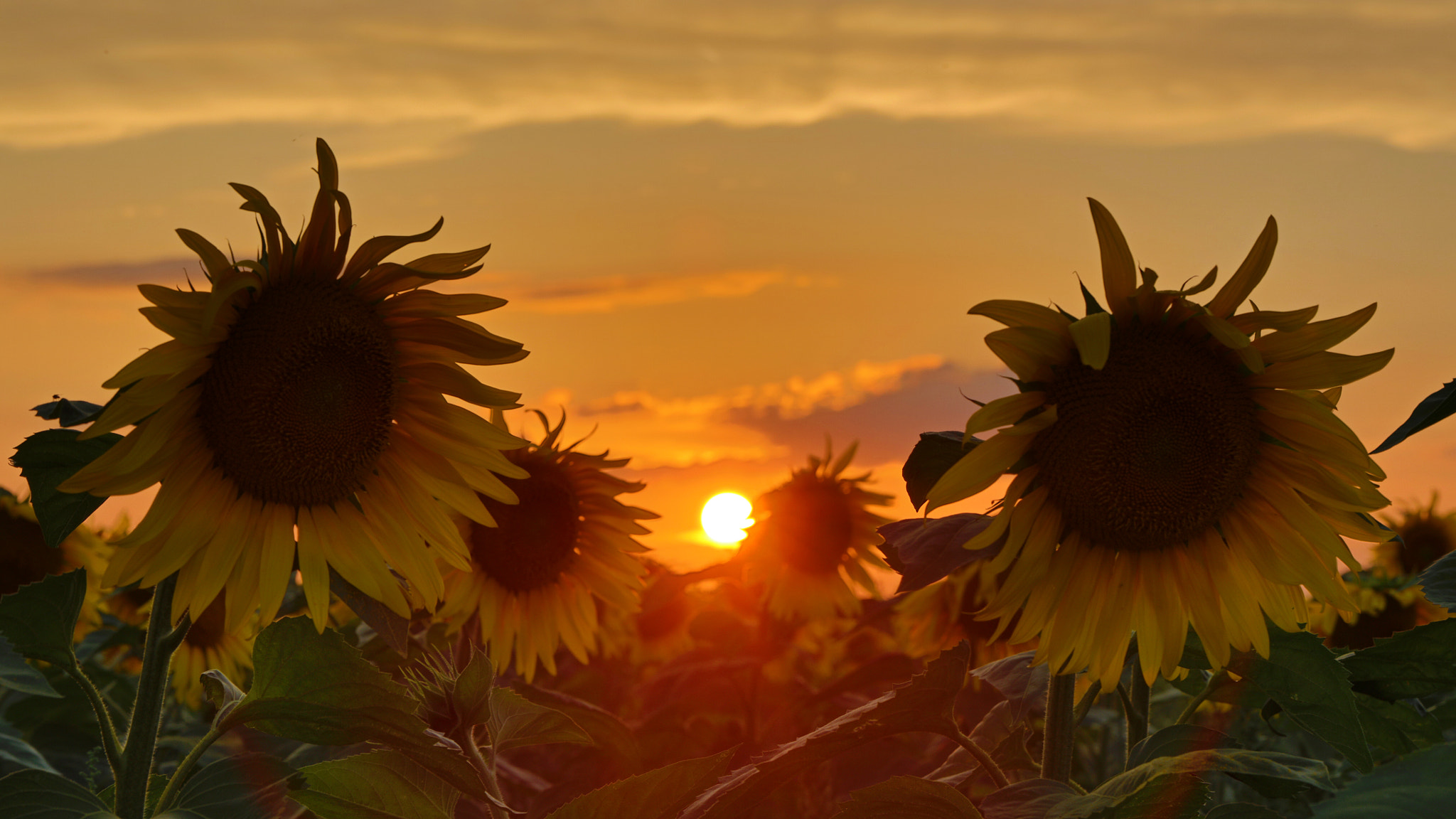 Canon EOS 5DS + Canon EF 100mm F2.8L Macro IS USM sample photo. Beauties at sunset photography