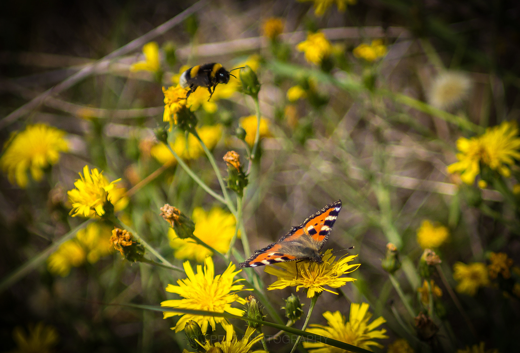 Canon EOS 60D + Canon EF 100mm F2.8 Macro USM sample photo. Chasing the butterfly photography