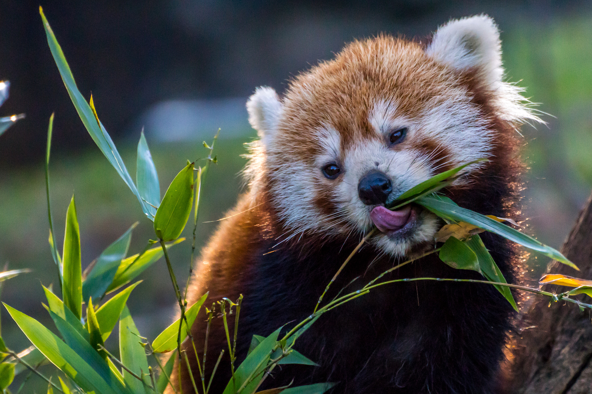 Tamron SP 70-300mm F4-5.6 Di USD sample photo. Kleiner panda photography