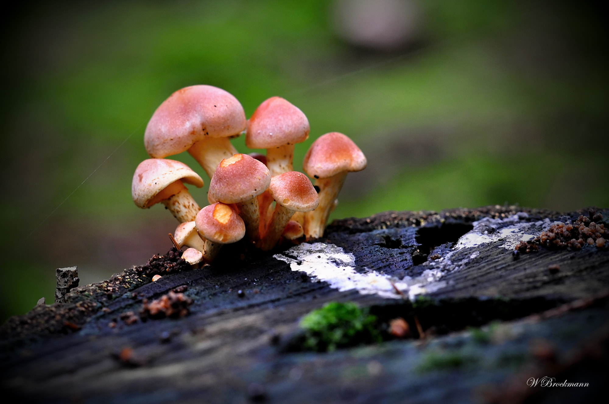 Nikon D5000 sample photo. Pilze photography