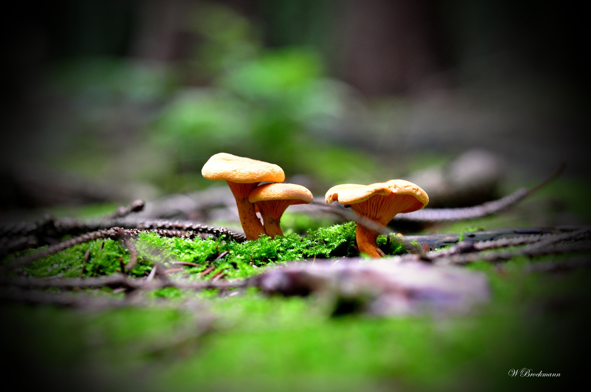 Nikon D5000 sample photo. Pilze photography