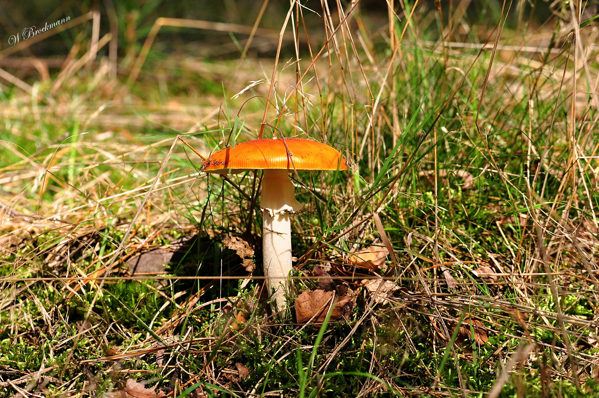 Nikon D5000 sample photo. Fliegenpilz photography