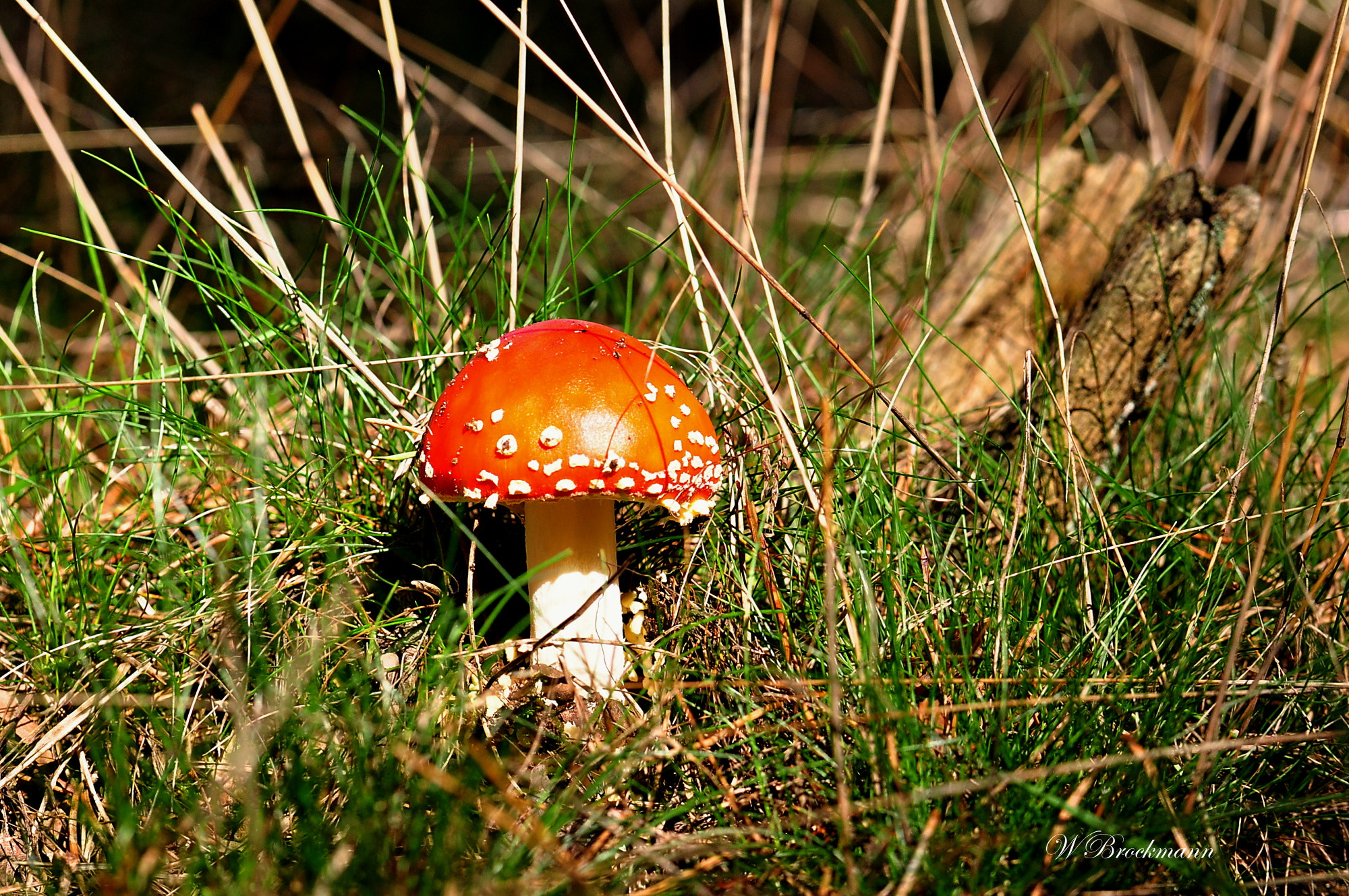 Nikon D5000 sample photo. Fliegenpilz photography