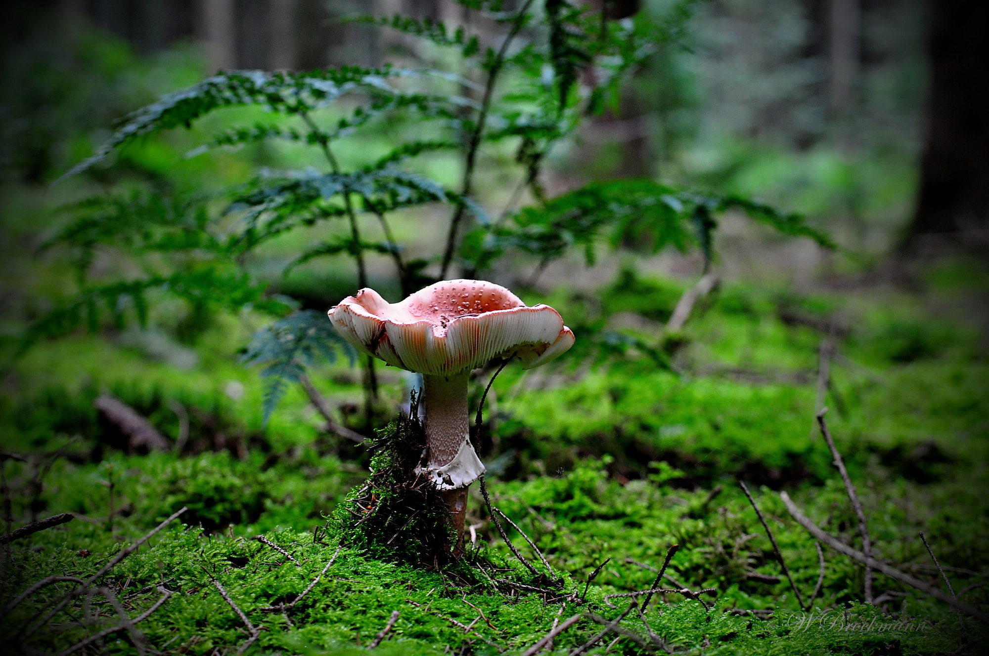 Nikon D5000 sample photo. Pilz photography