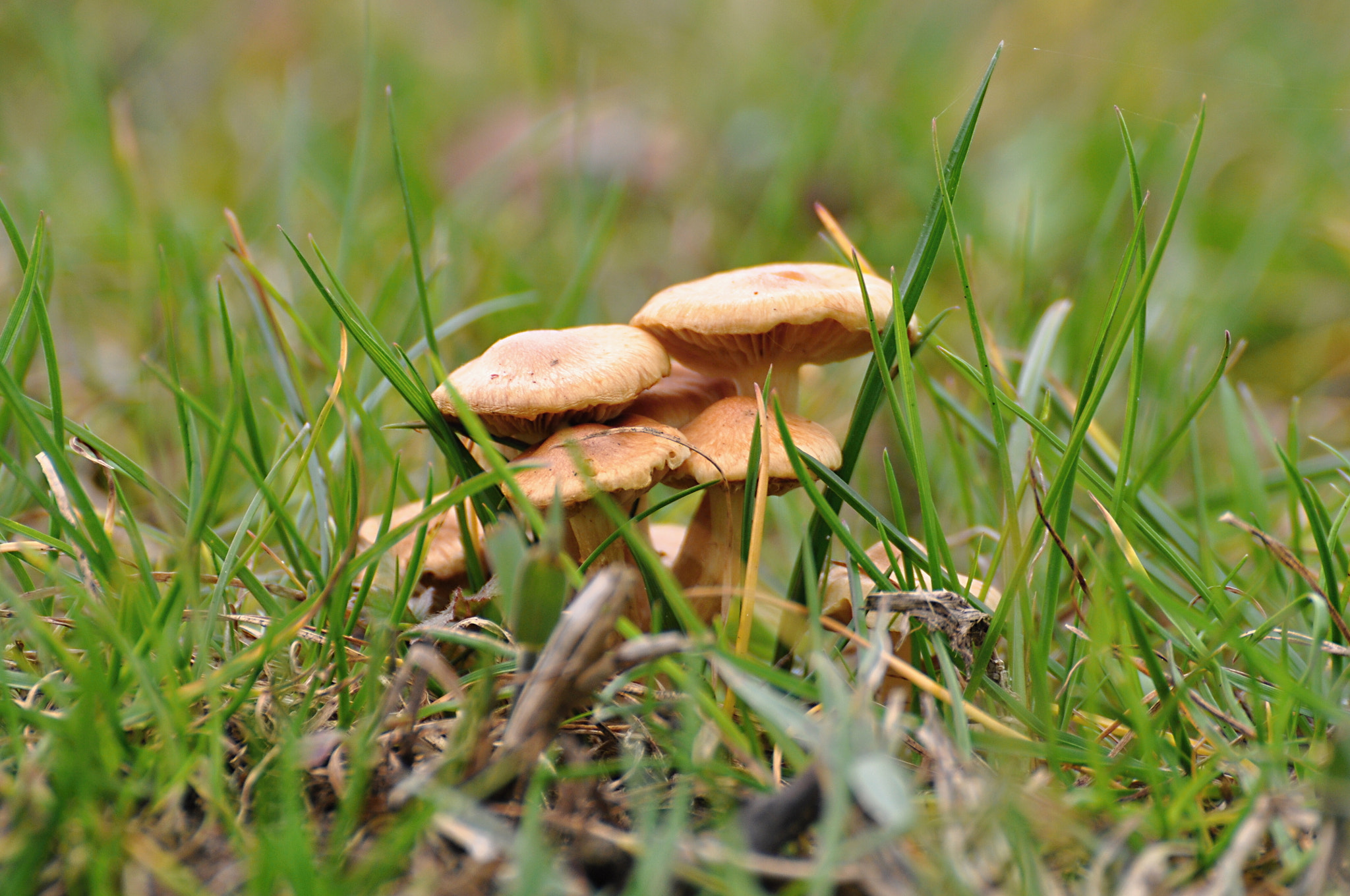 Nikon D5000 sample photo. Pilze photography