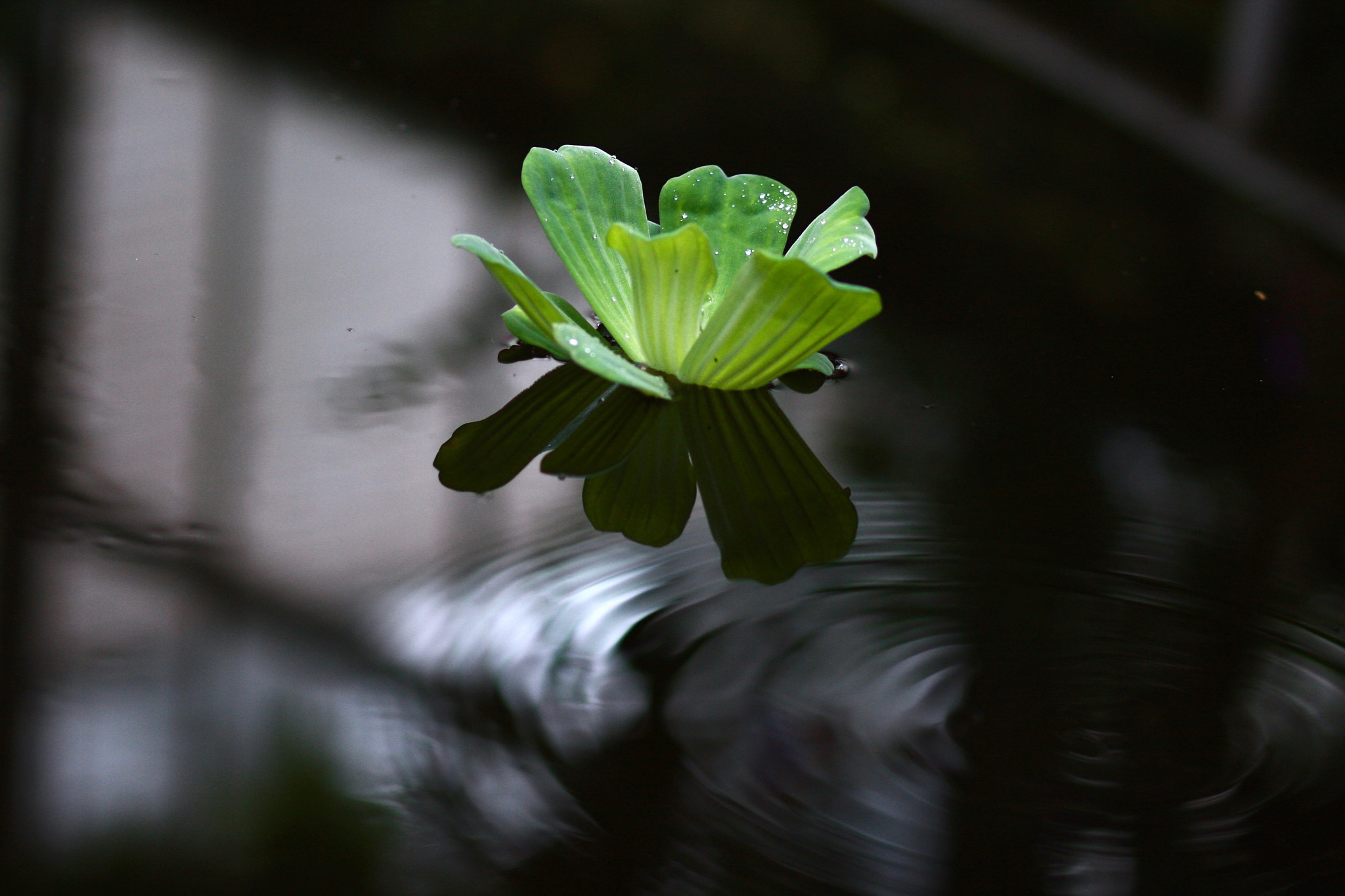 Canon EOS 40D + Canon EF 85mm F1.8 USM sample photo. Reflection photography