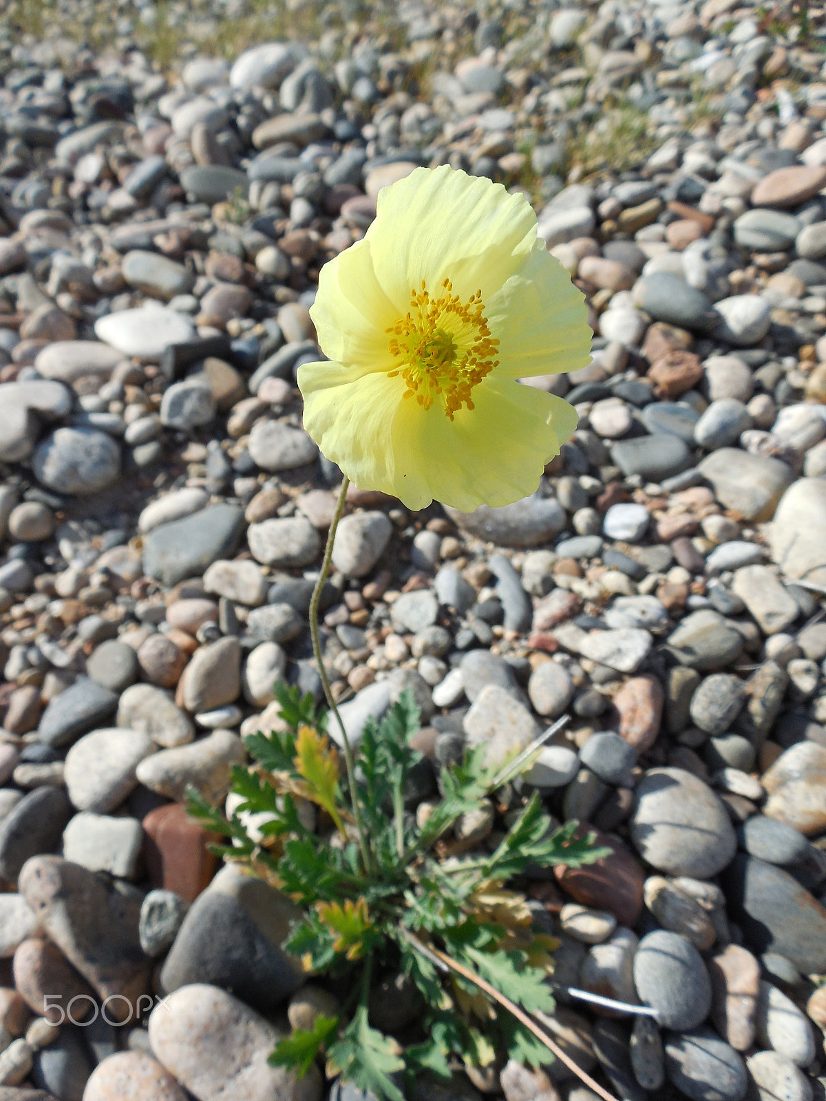 Nikon Coolpix L610 sample photo. And on stones flowers grow ... photography