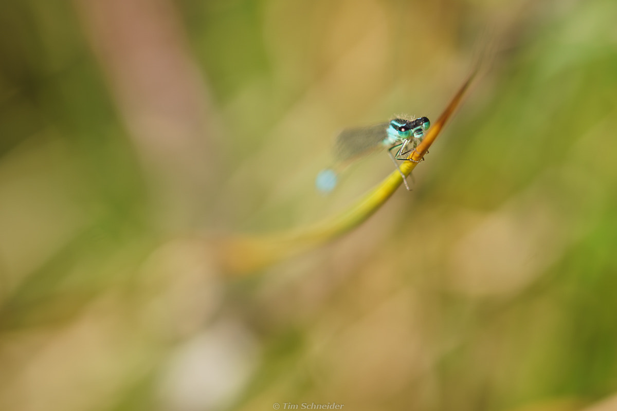 Sony ILCA-77M2 + 90mm F2.8 Macro SSM sample photo. Dragonfly photography