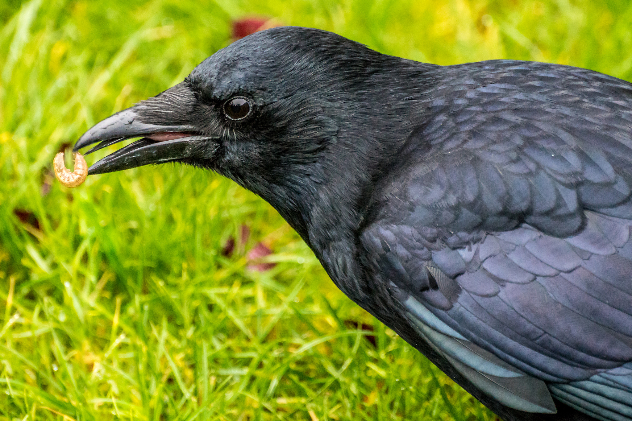 Tamron SP 70-300mm F4-5.6 Di USD sample photo. Krähe mit raupe photography