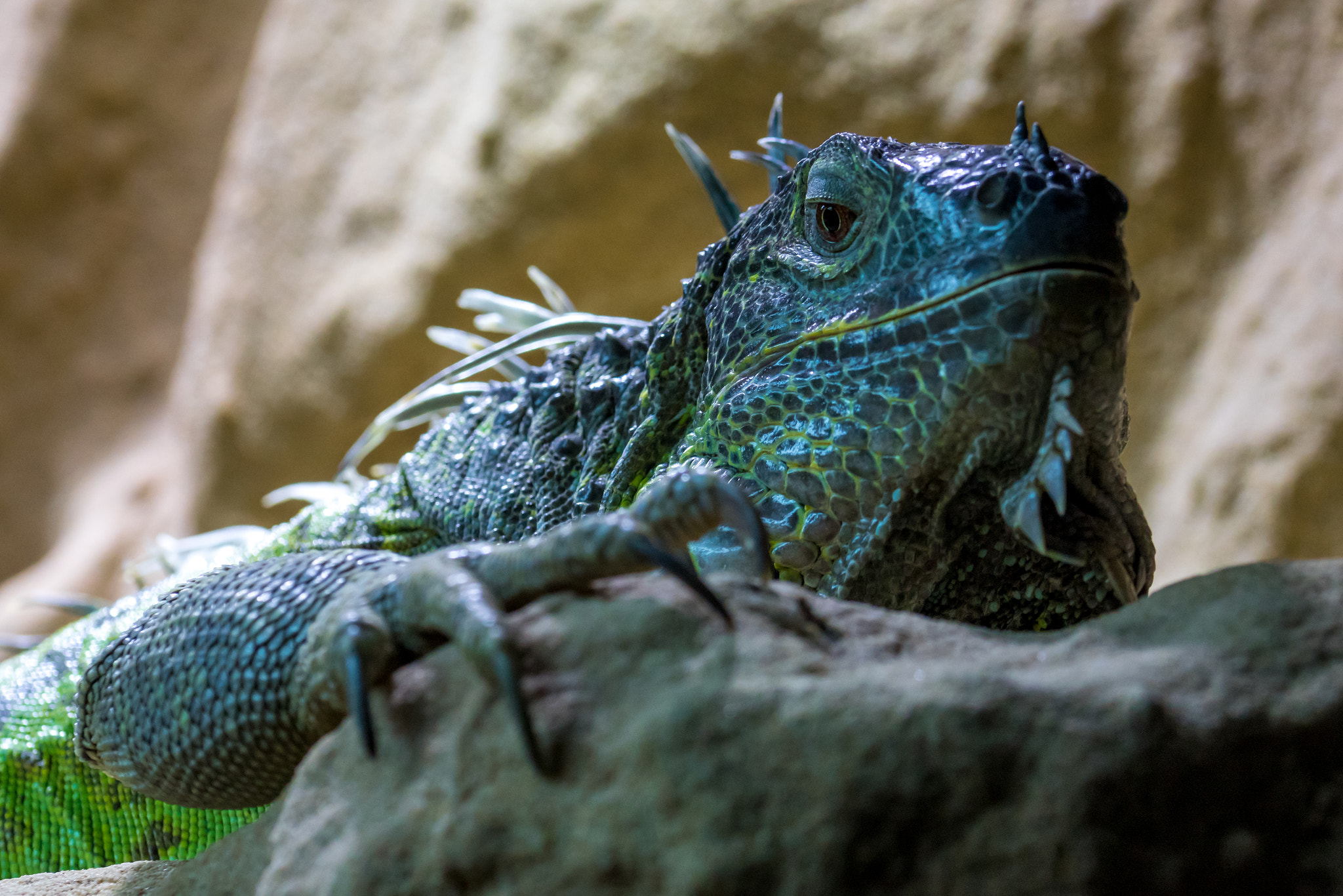 Sony ILCA-77M2 + 105mm F2.8 sample photo. Leguan photography