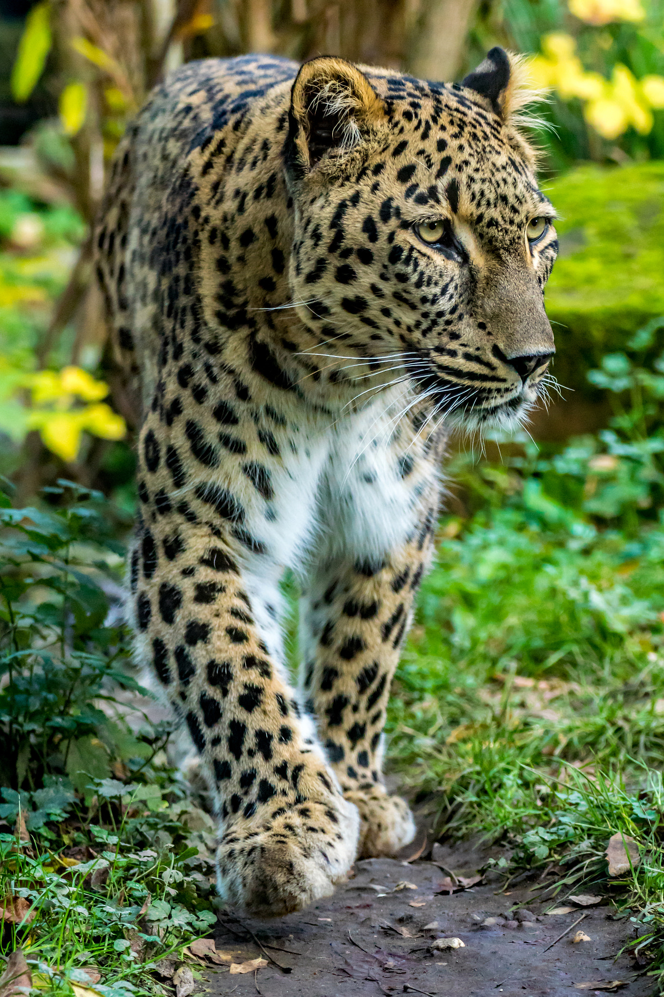 Tamron SP 70-300mm F4-5.6 Di USD sample photo. Leopard photography