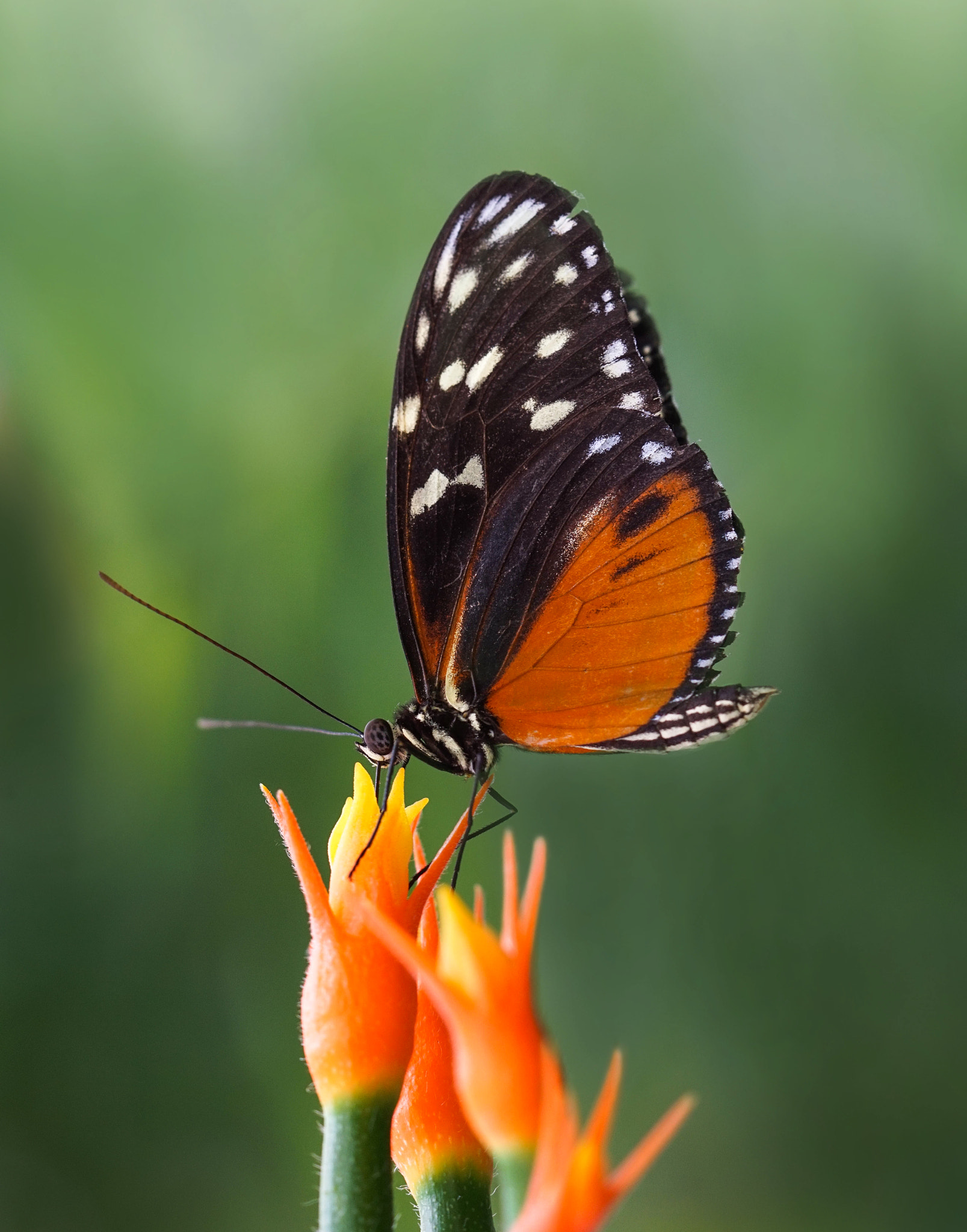 Sony a5100 + Sony FE 90mm F2.8 Macro G OSS sample photo. Butterfly photography