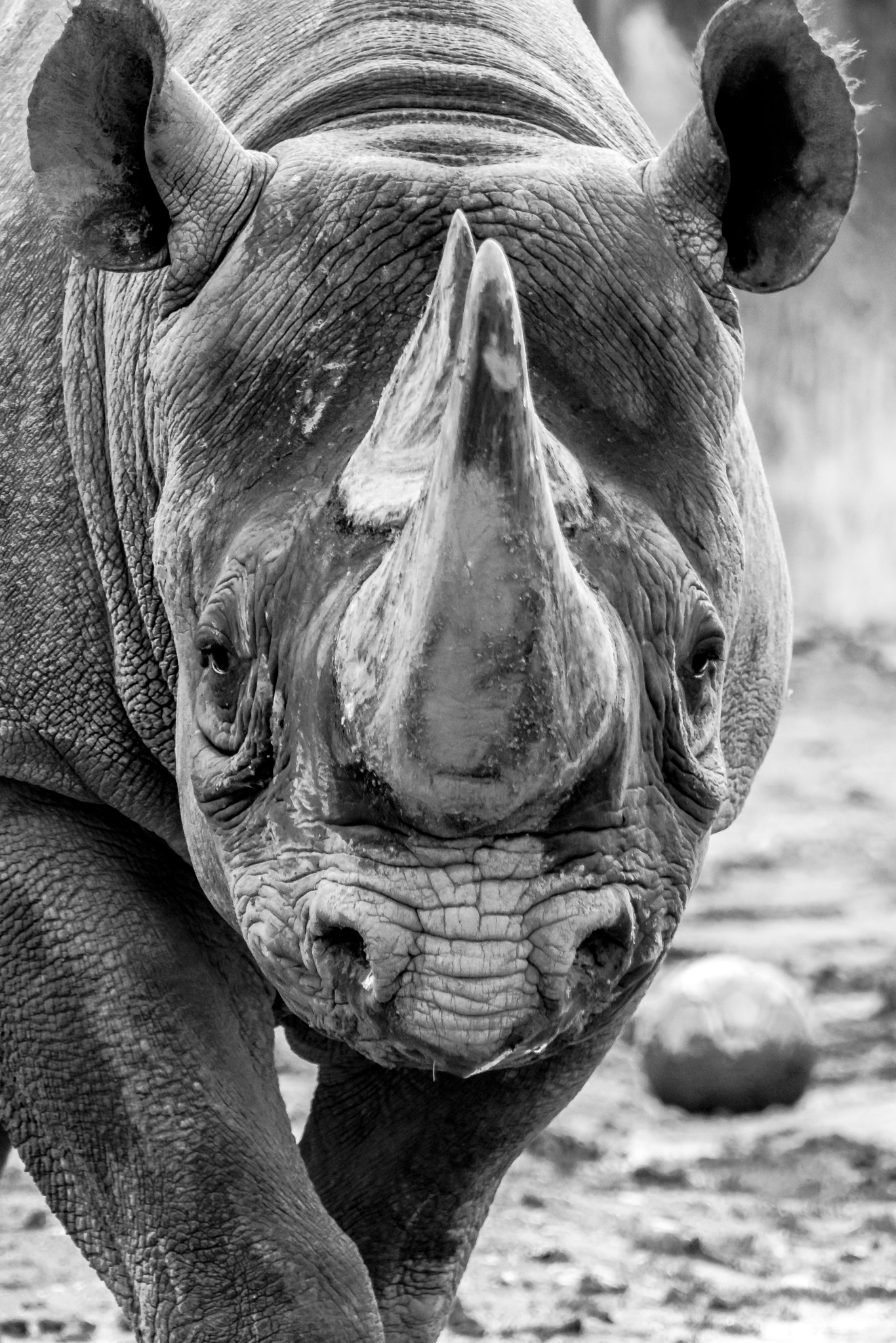 Tamron SP 70-300mm F4-5.6 Di USD sample photo. Nashorn photography