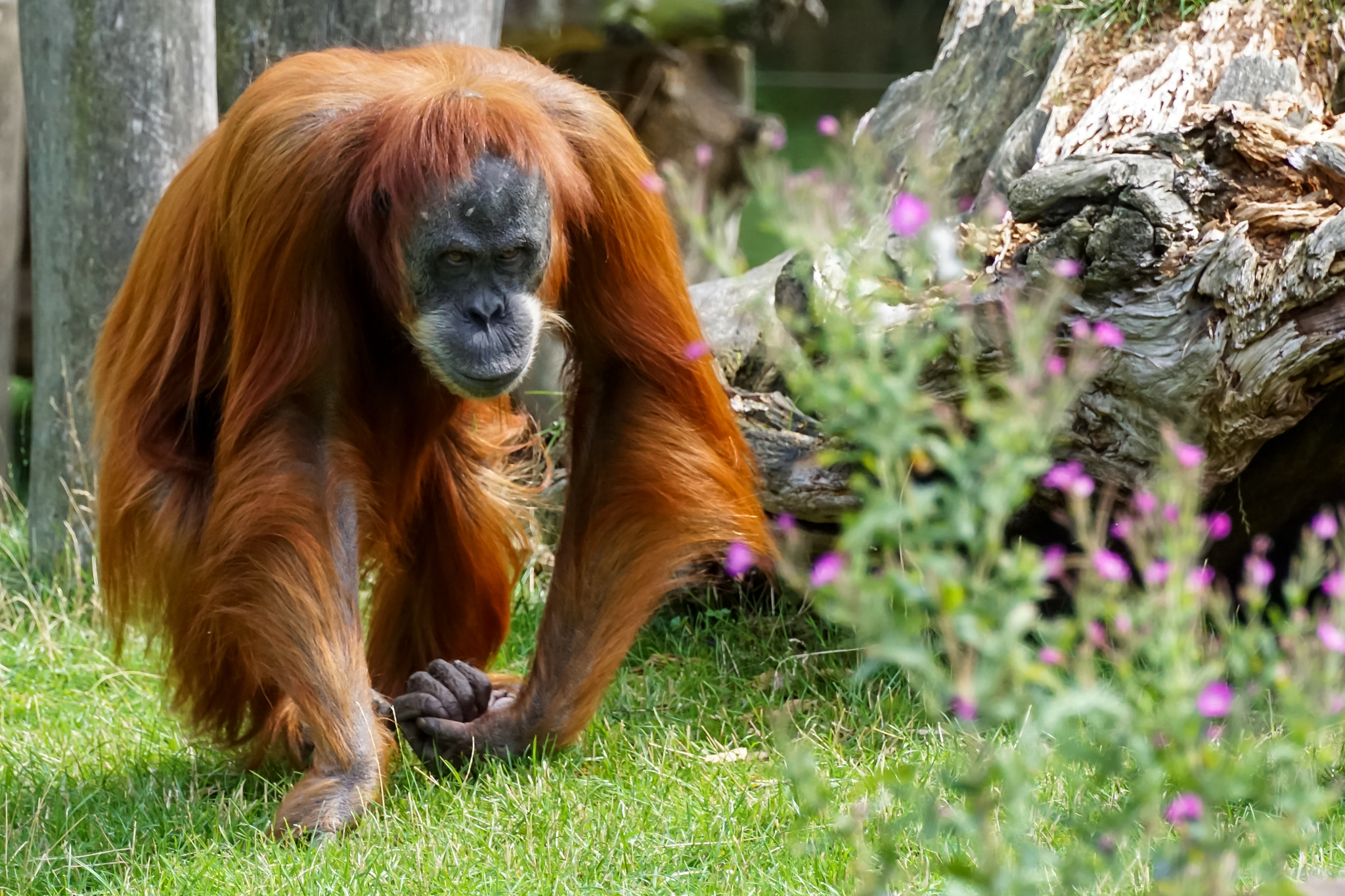 Tamron SP 70-300mm F4-5.6 Di USD sample photo. Orang utan photography