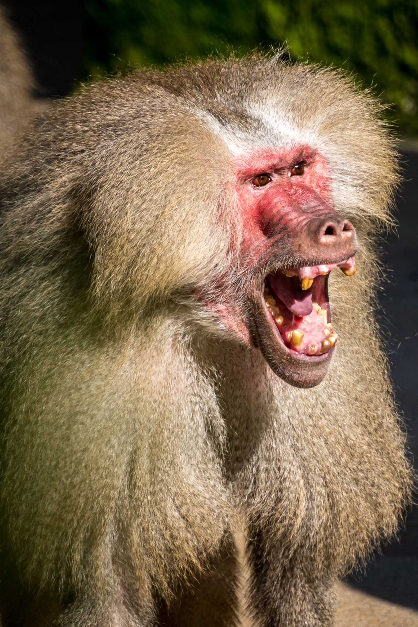 Tamron SP 70-300mm F4-5.6 Di USD sample photo. Pavian photography