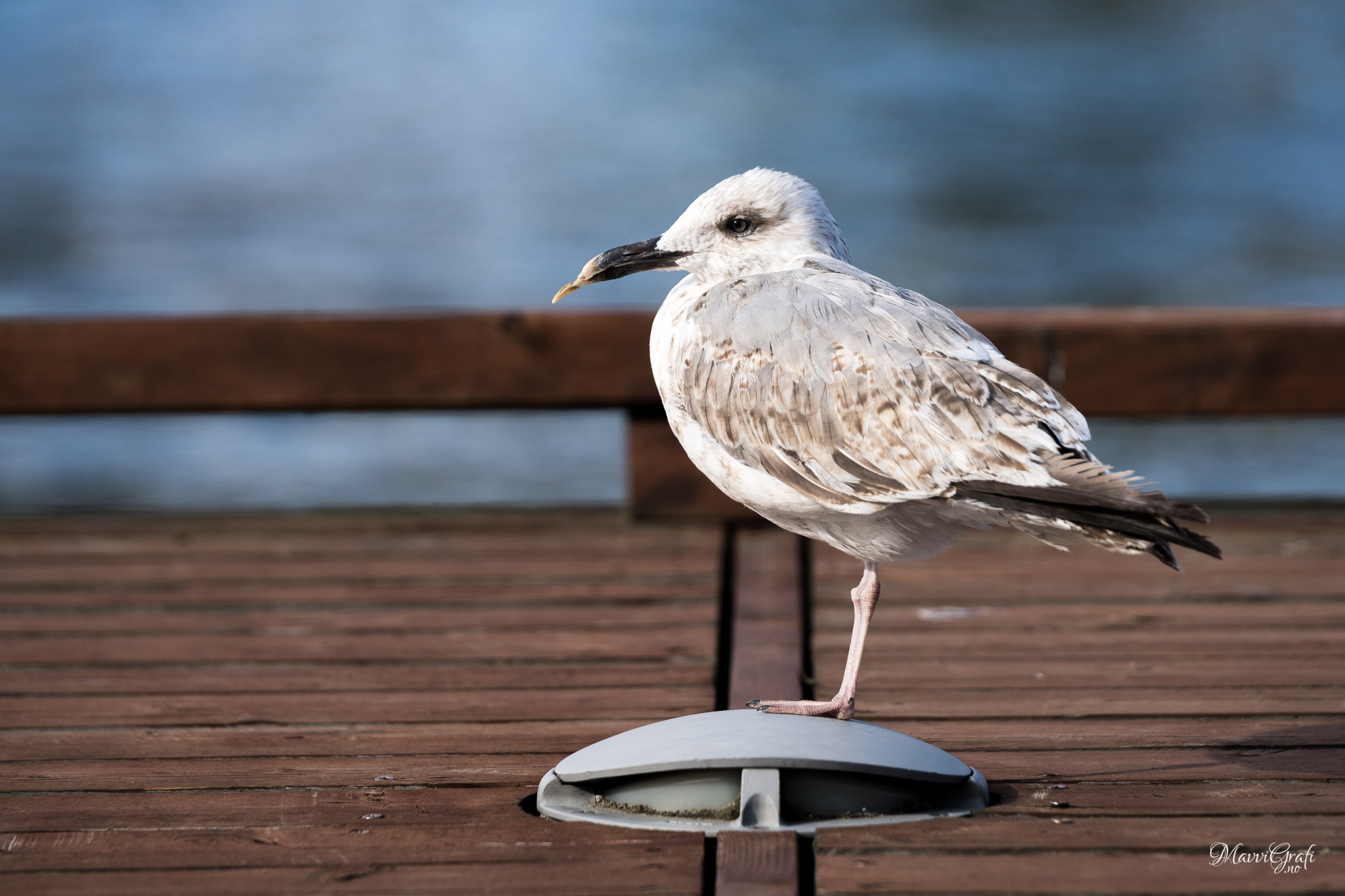 Sony ILCA-77M2 + Tamron SP 70-200mm F2.8 Di VC USD sample photo. The seagull with the broken beak photography