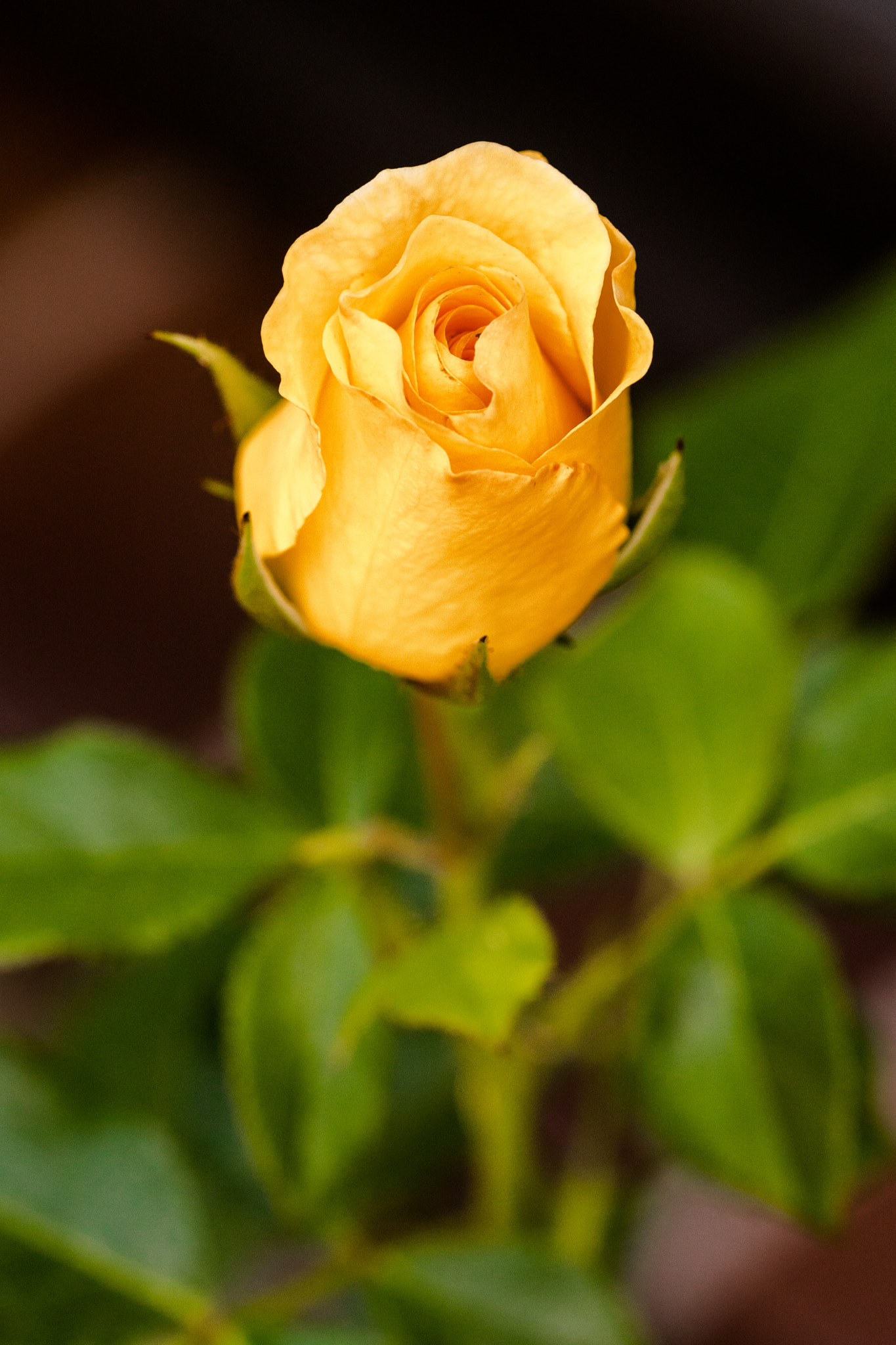Sony ILCA-77M2 + 105mm F2.8 sample photo. Rode photography