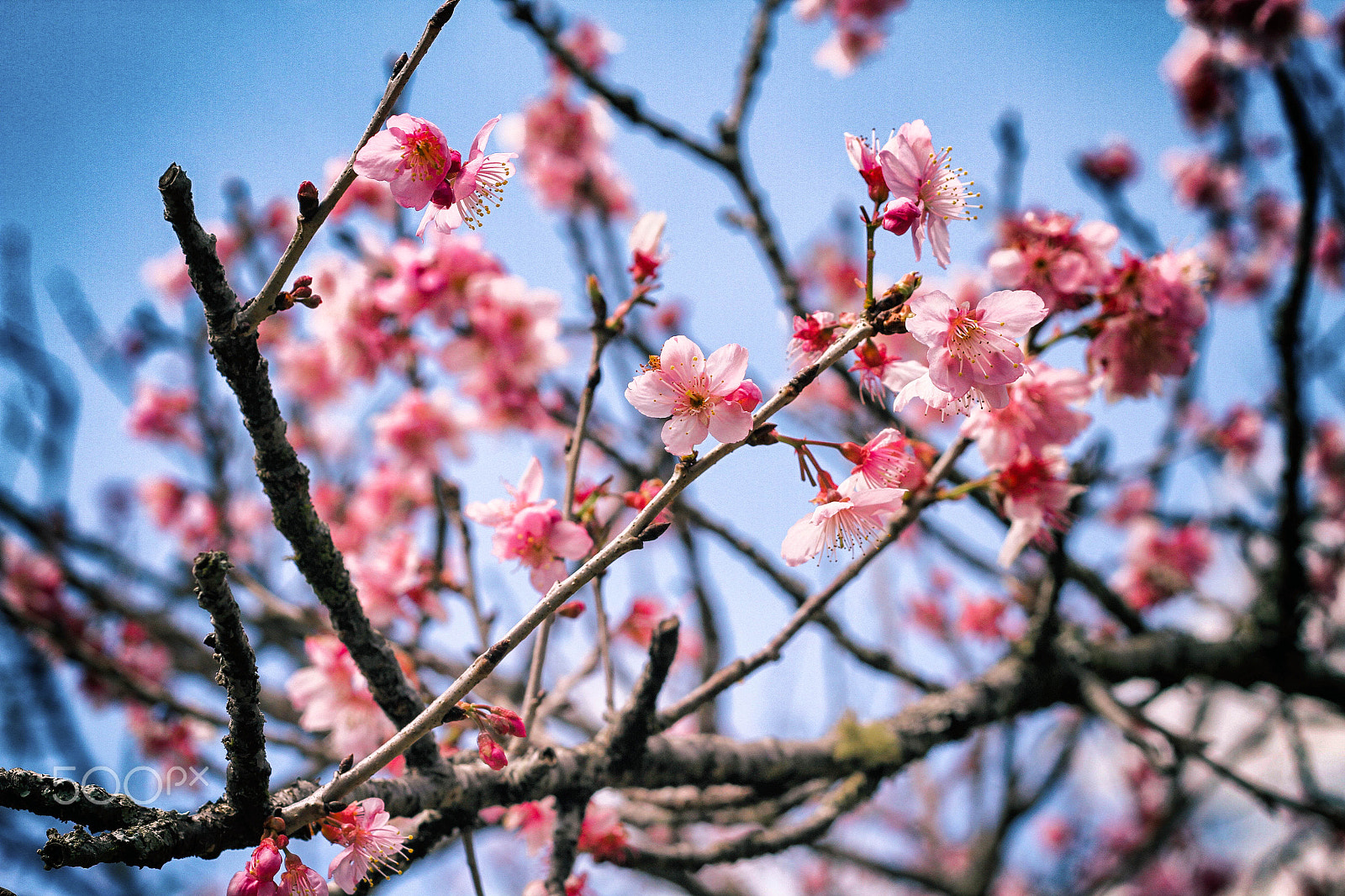 Canon EOS 7D + Canon EF 50mm F1.8 II sample photo. Sakura festival 16 photography