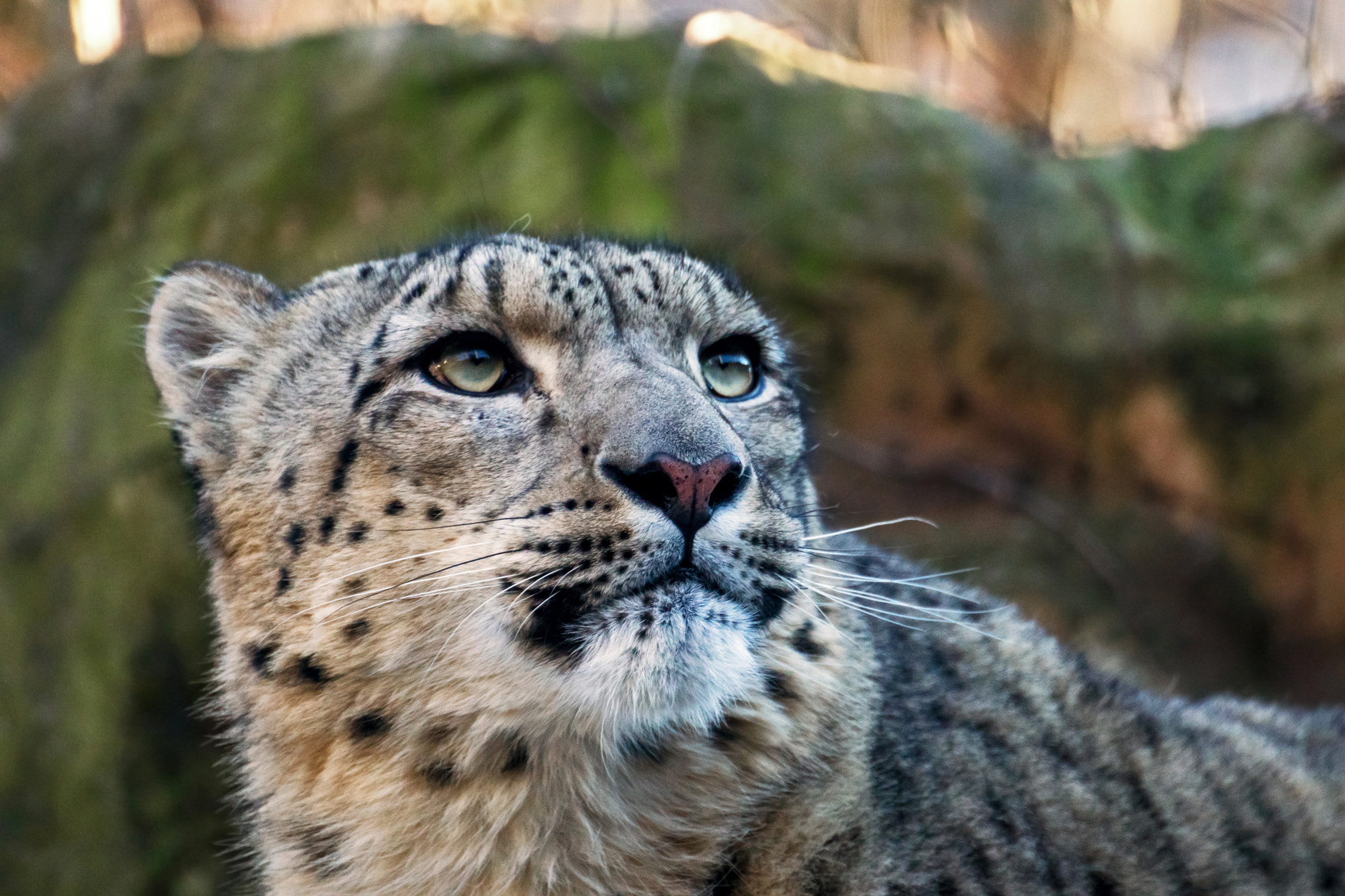 Tamron SP 70-300mm F4-5.6 Di USD sample photo. Schneeleopard photography