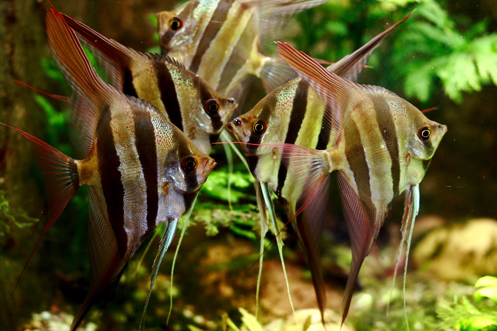 Canon EOS 40D + Canon EF 85mm F1.8 USM sample photo. Fishy photography