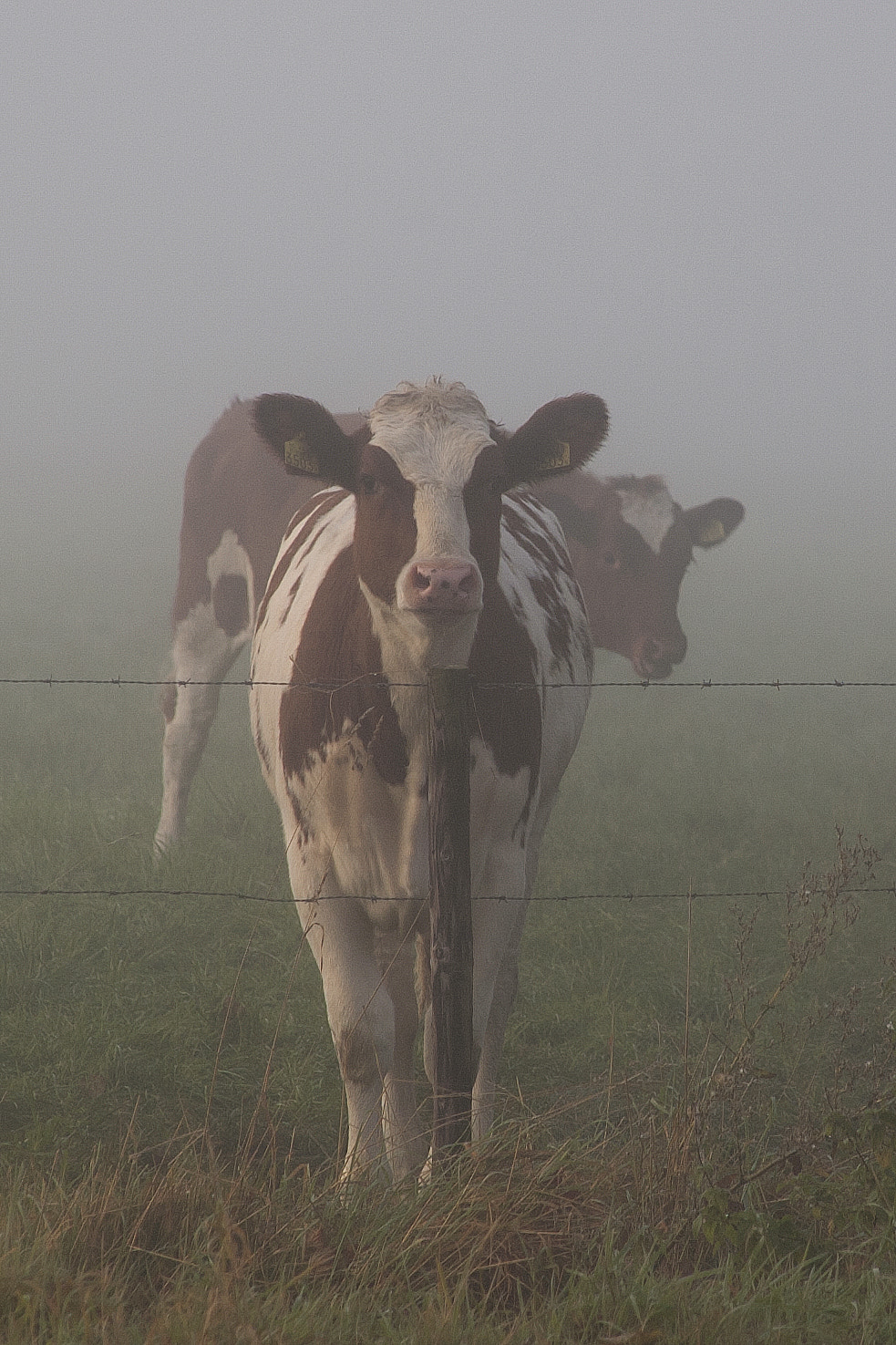 Nikon D50 + Sigma 18-200mm F3.5-6.3 DC sample photo. Cow in the mist photography